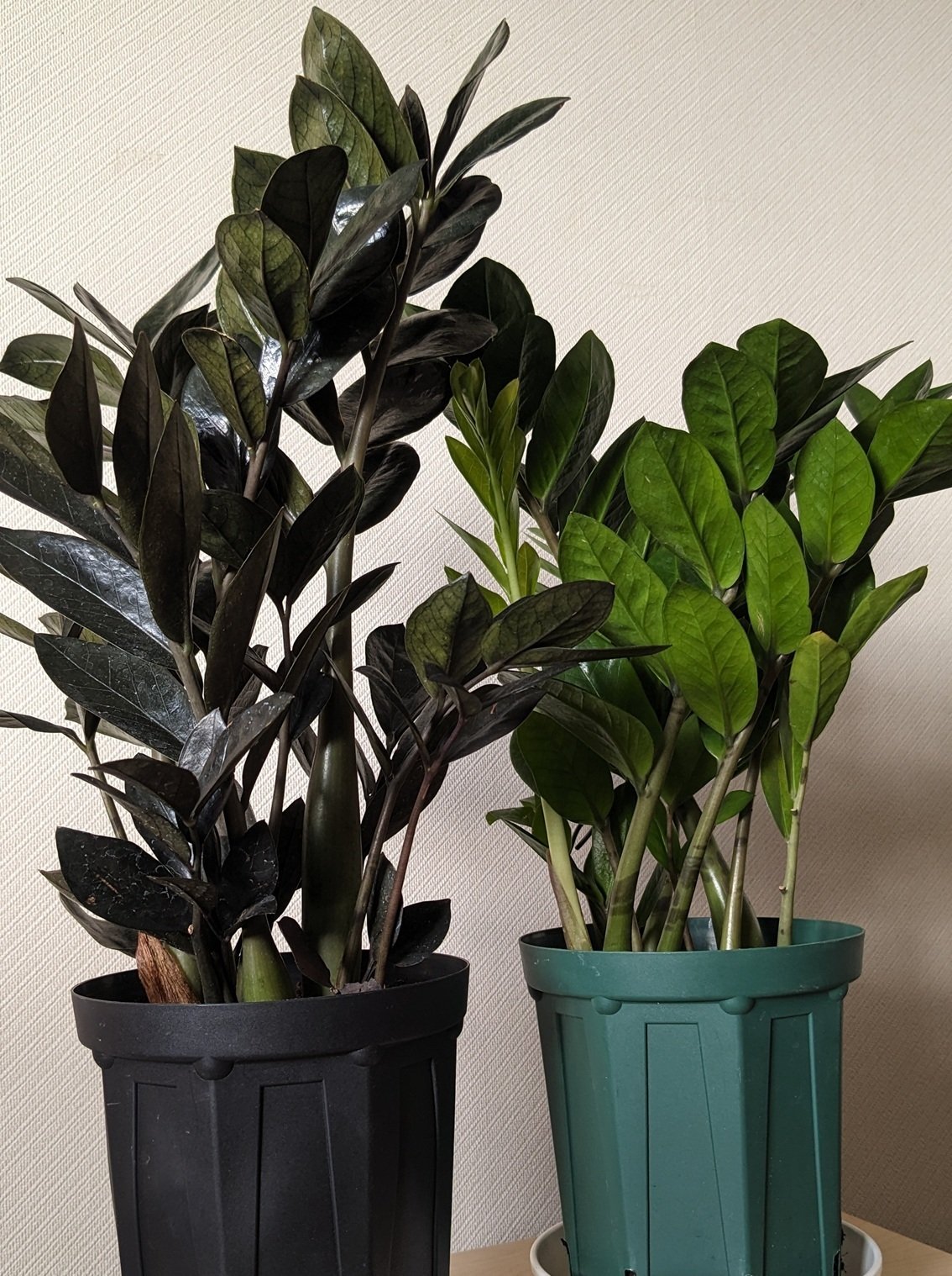 初心者の方向け観葉植物講座：座学編｜dgz400