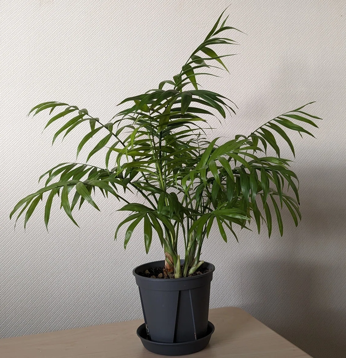 初心者の方向け観葉植物講座：座学編｜dgz400