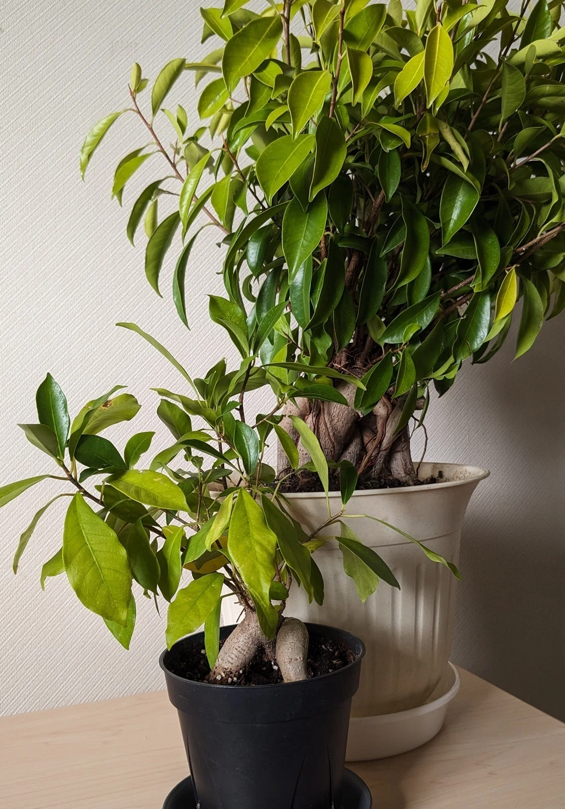 初心者の方向け観葉植物講座：座学編｜dgz400