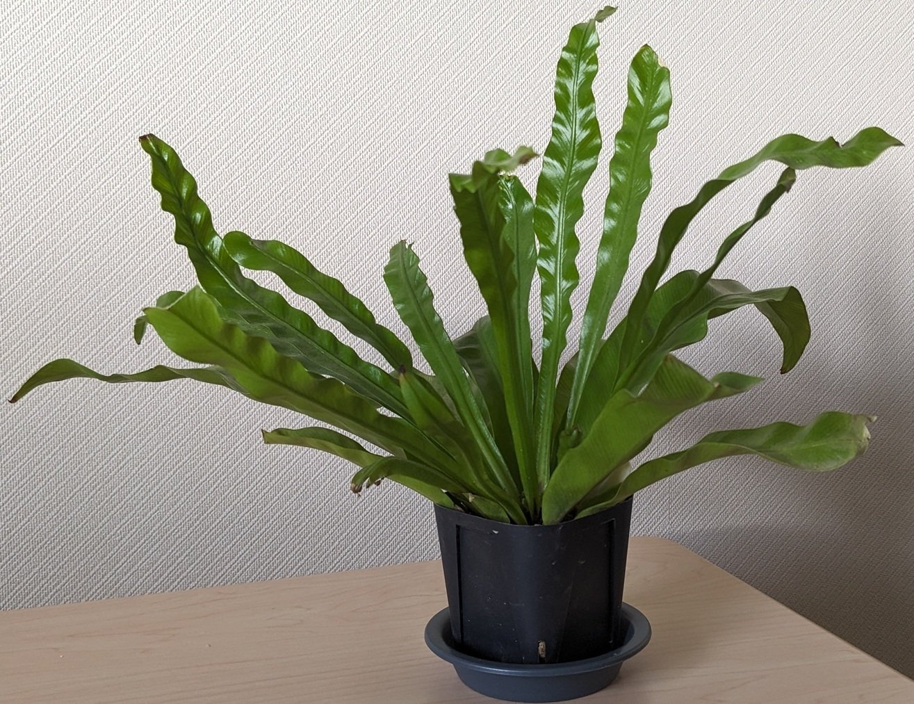 初心者の方向け観葉植物講座：座学編｜dgz400