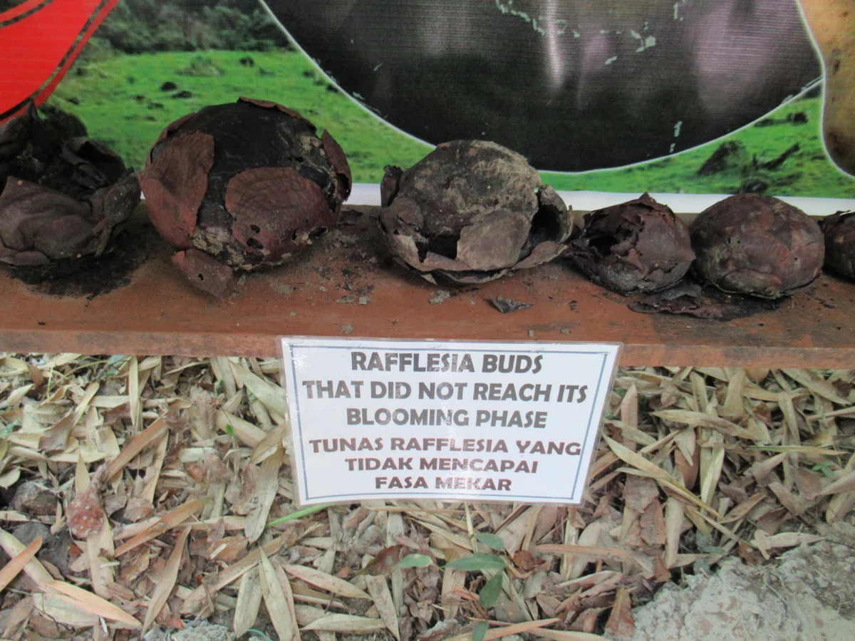 Rafflesia With Roses On the Difficulty of Cultivating Rafflesia (in Kota Kinabalu)|こぼれ知識の探求ログ