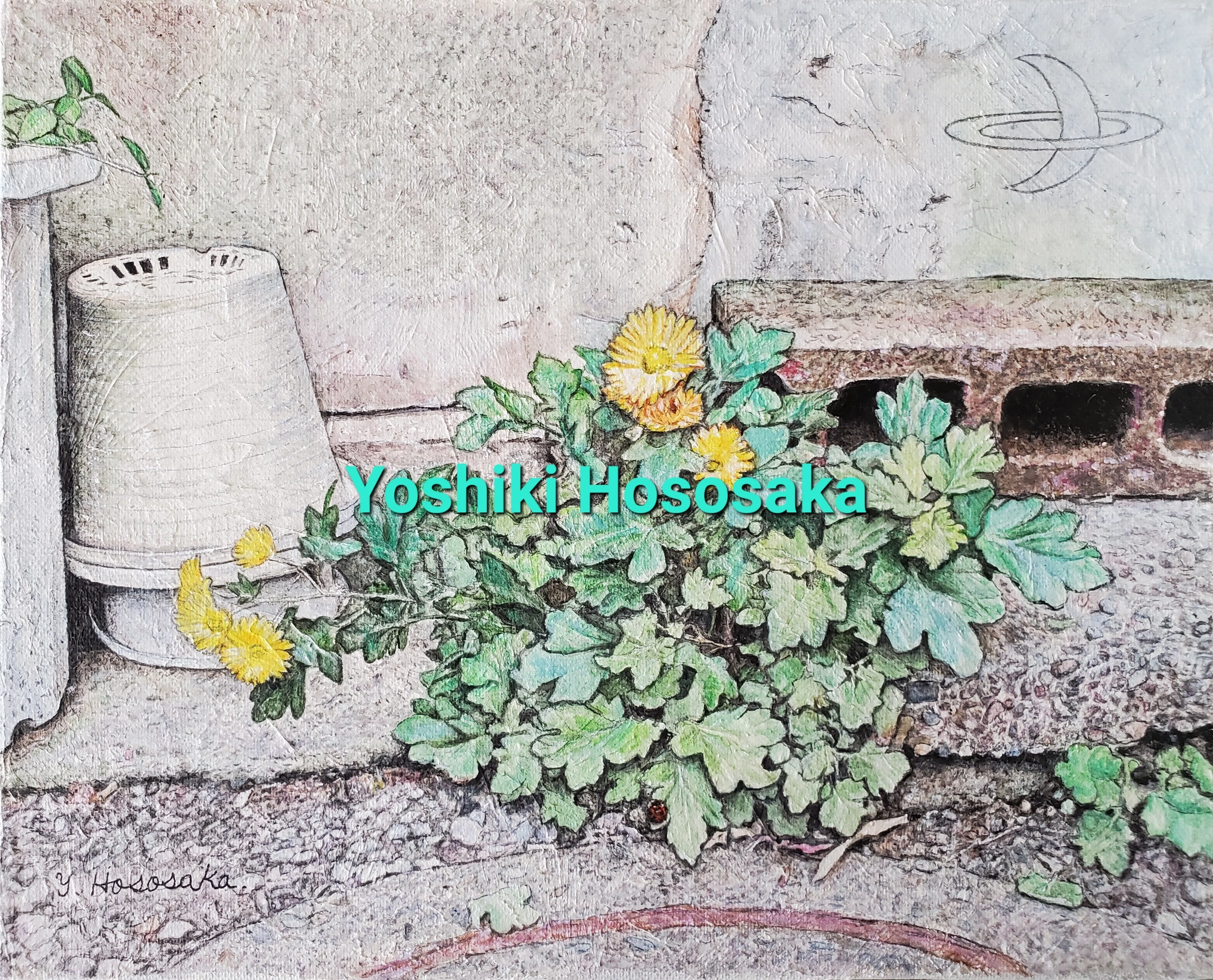 コンクリートから生える雑草の花」 （今、ここに咲くⅠ～Ⅻ）｜細坂