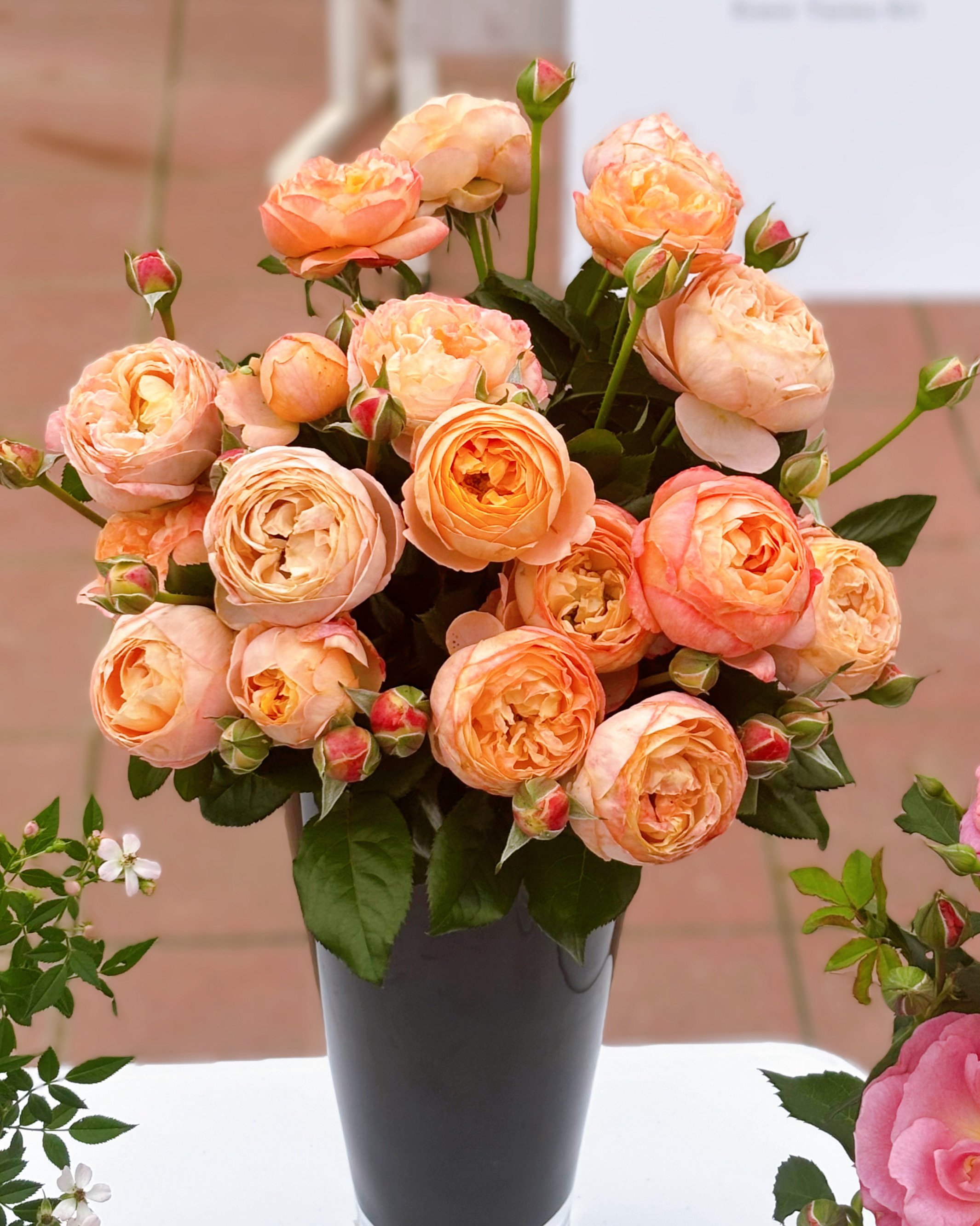 手芸屋さんのバラ🌹ローズドゥメルスリー 2025年秋の新品種を解説｜sou