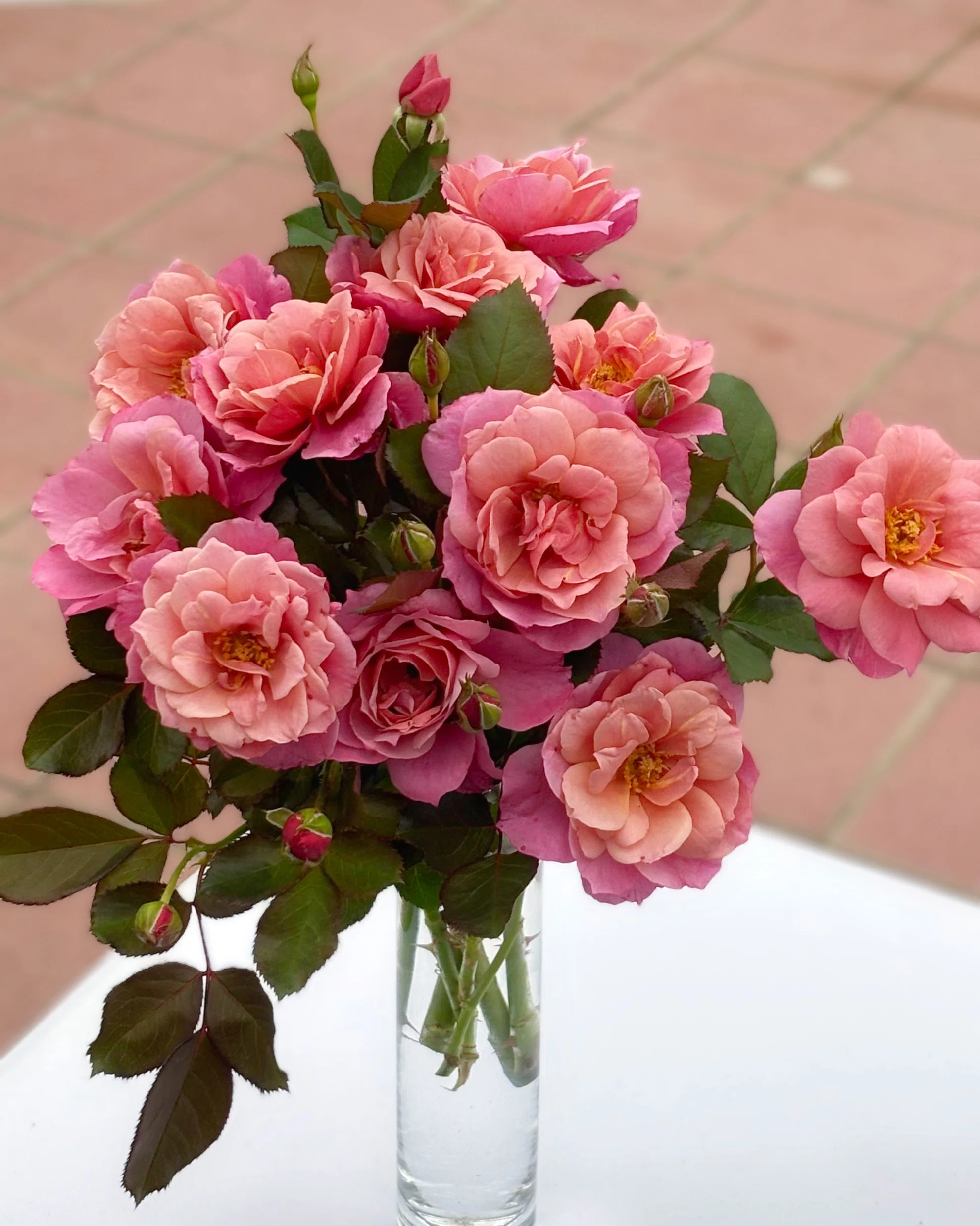手芸屋さんのバラ🌹ローズドゥメルスリー 2025年秋の新品種を解説｜sou