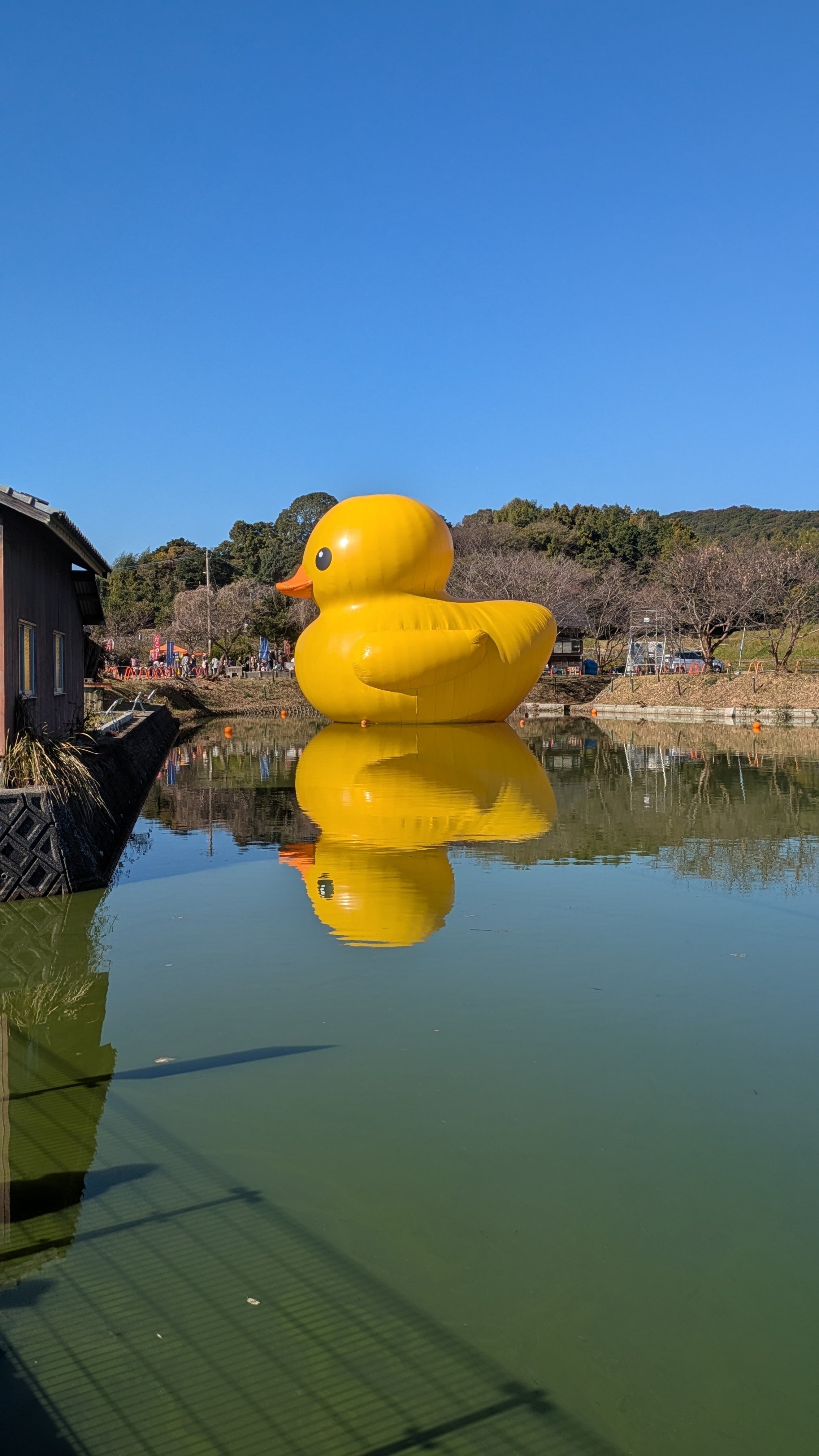 あのアヒルを見てきた。｜入江 飛鳥