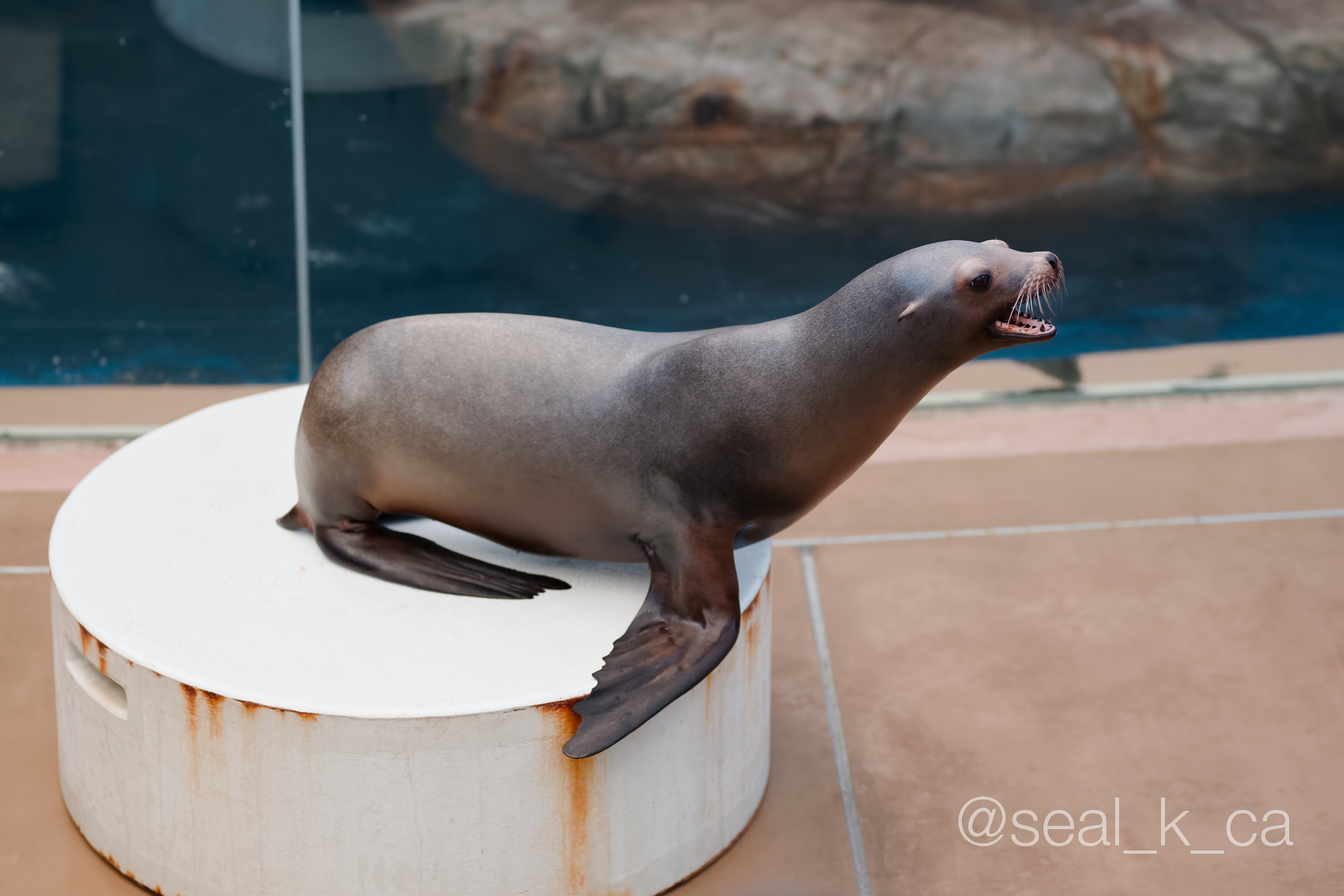 男鹿水族館GAOに行く人のための、東京から秋田への行き方講座｜シールK