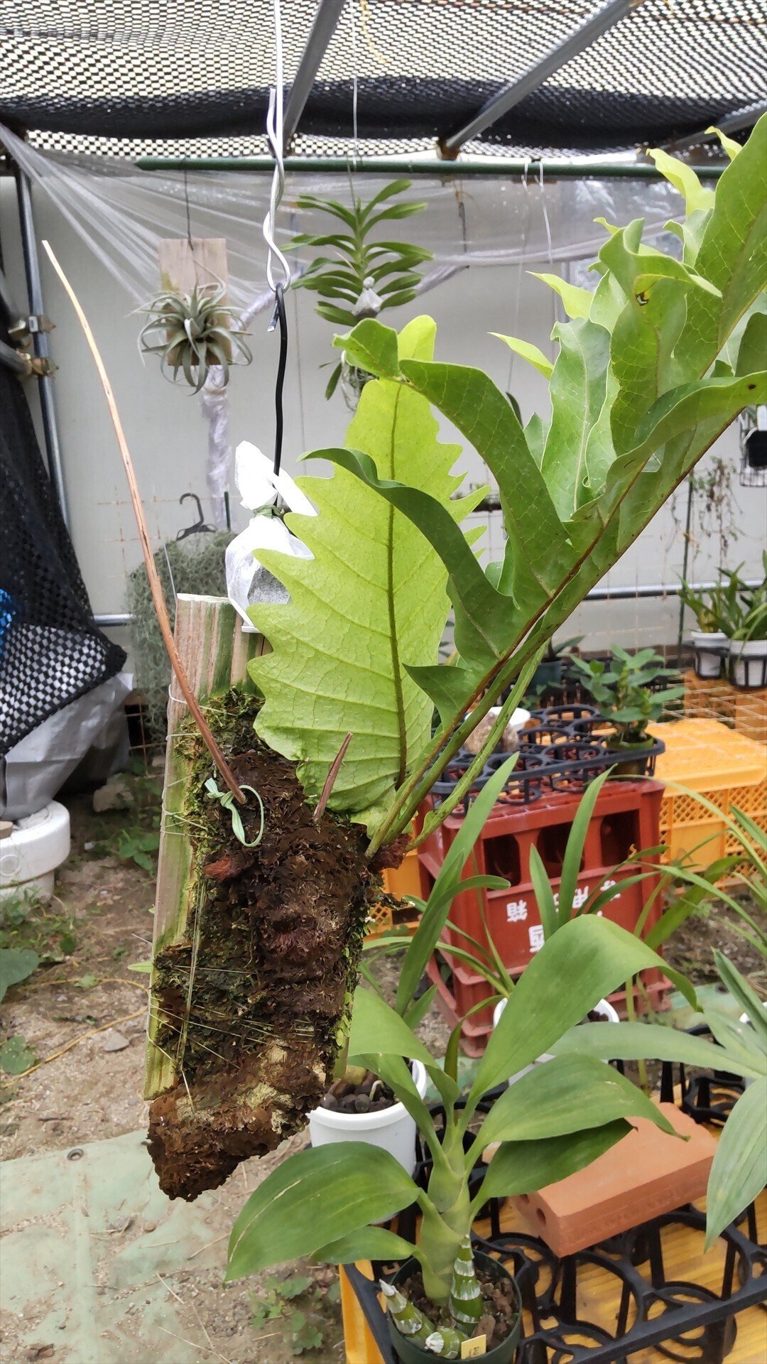 ドリナリア クエルシフォリアの成長日誌2 2025/8頃から11/2まで