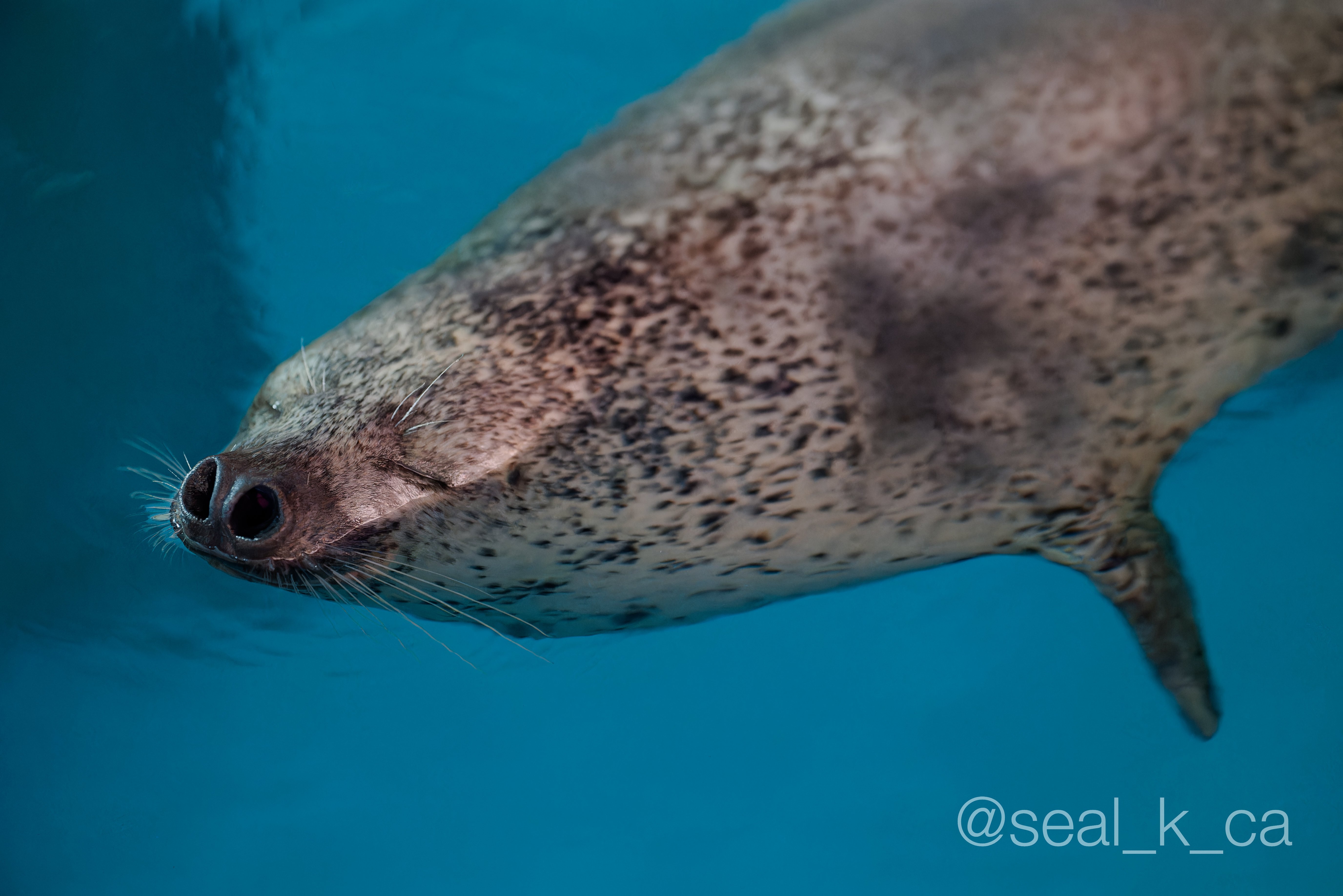 男鹿水族館GAOに行く人のための、東京から秋田への行き方講座｜シールK