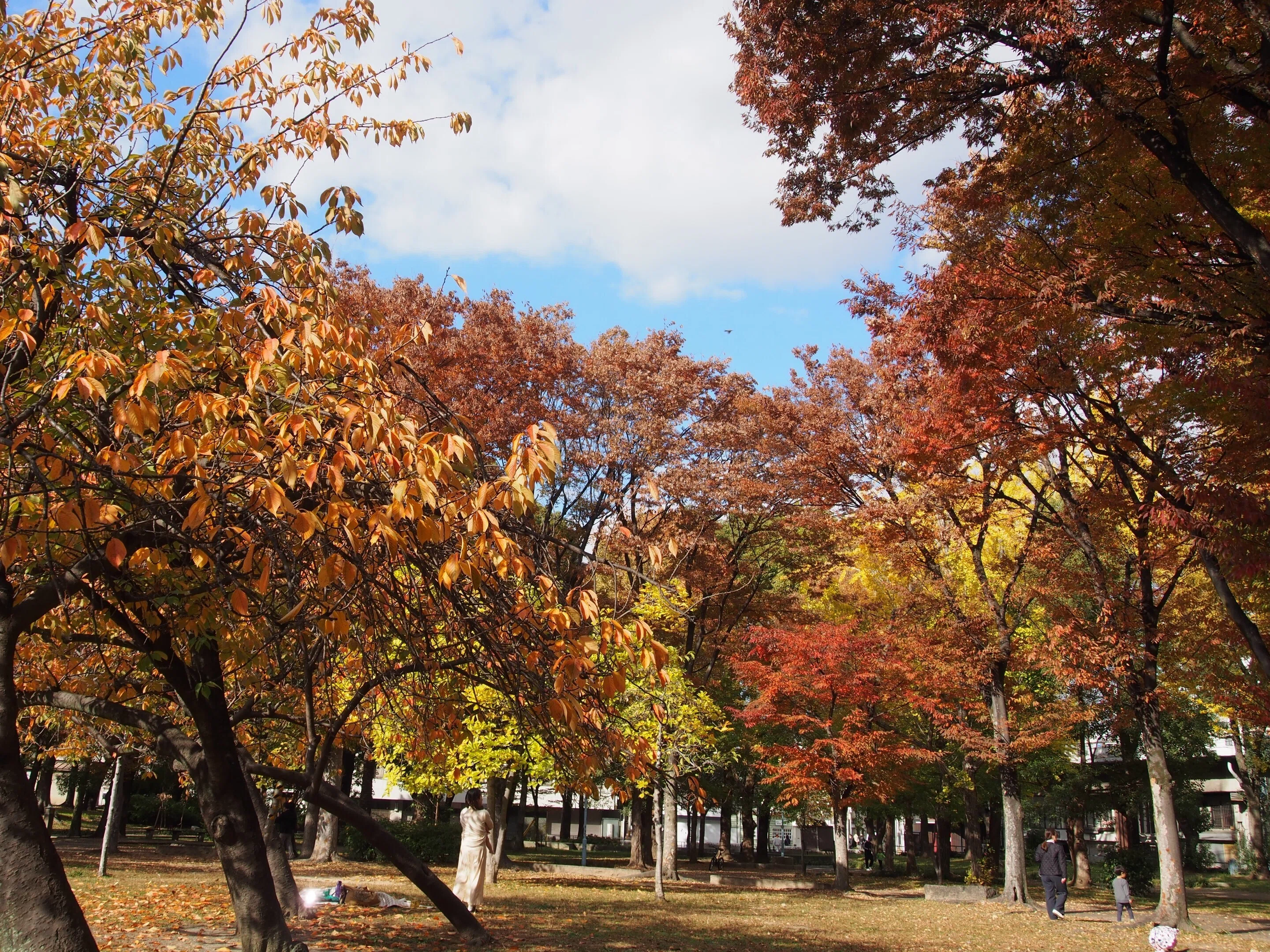 大阪市 十三公園2025年11月22日【紅葉】｜レタス