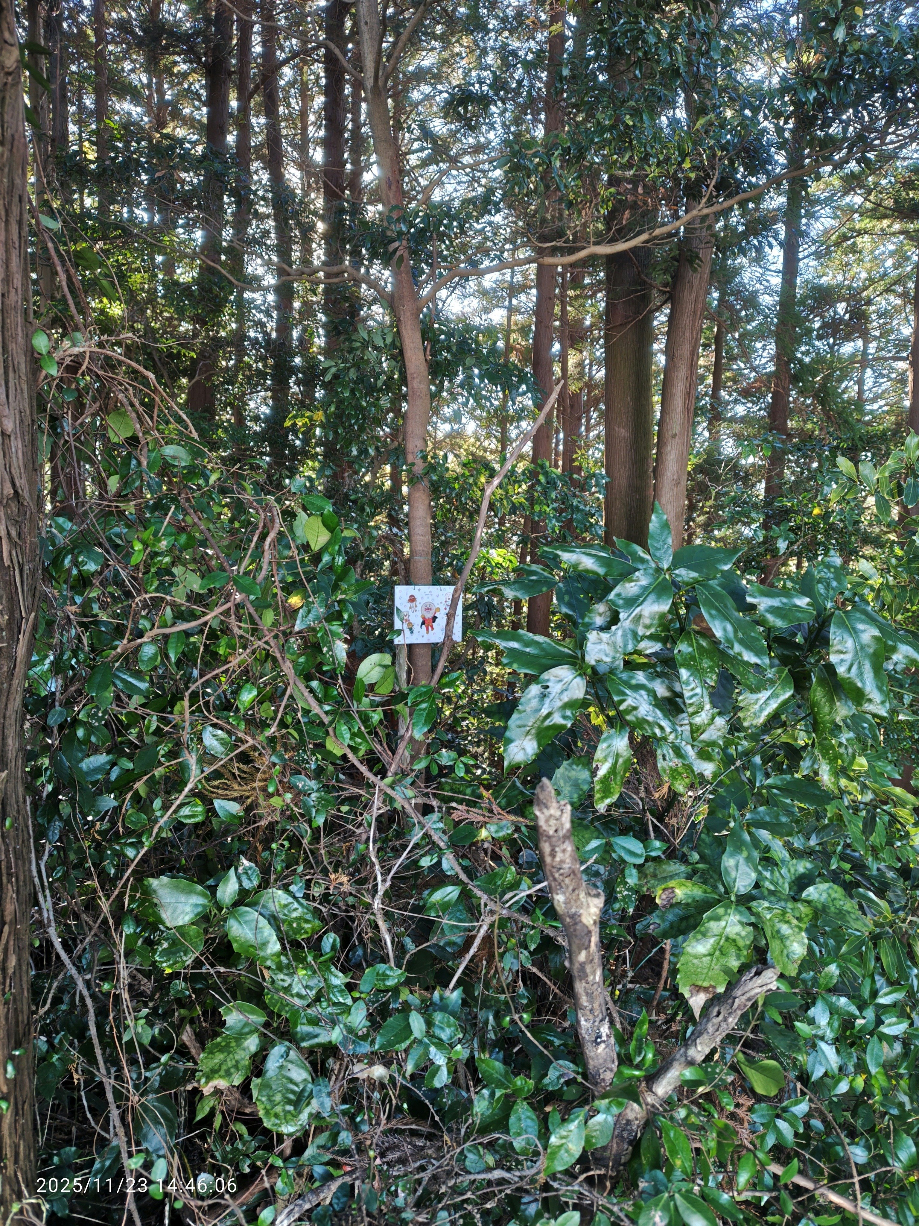 24.Nov.2025 at Yaidzu ウラ高草山 鞍掛峠から家康ベンチへの裏道