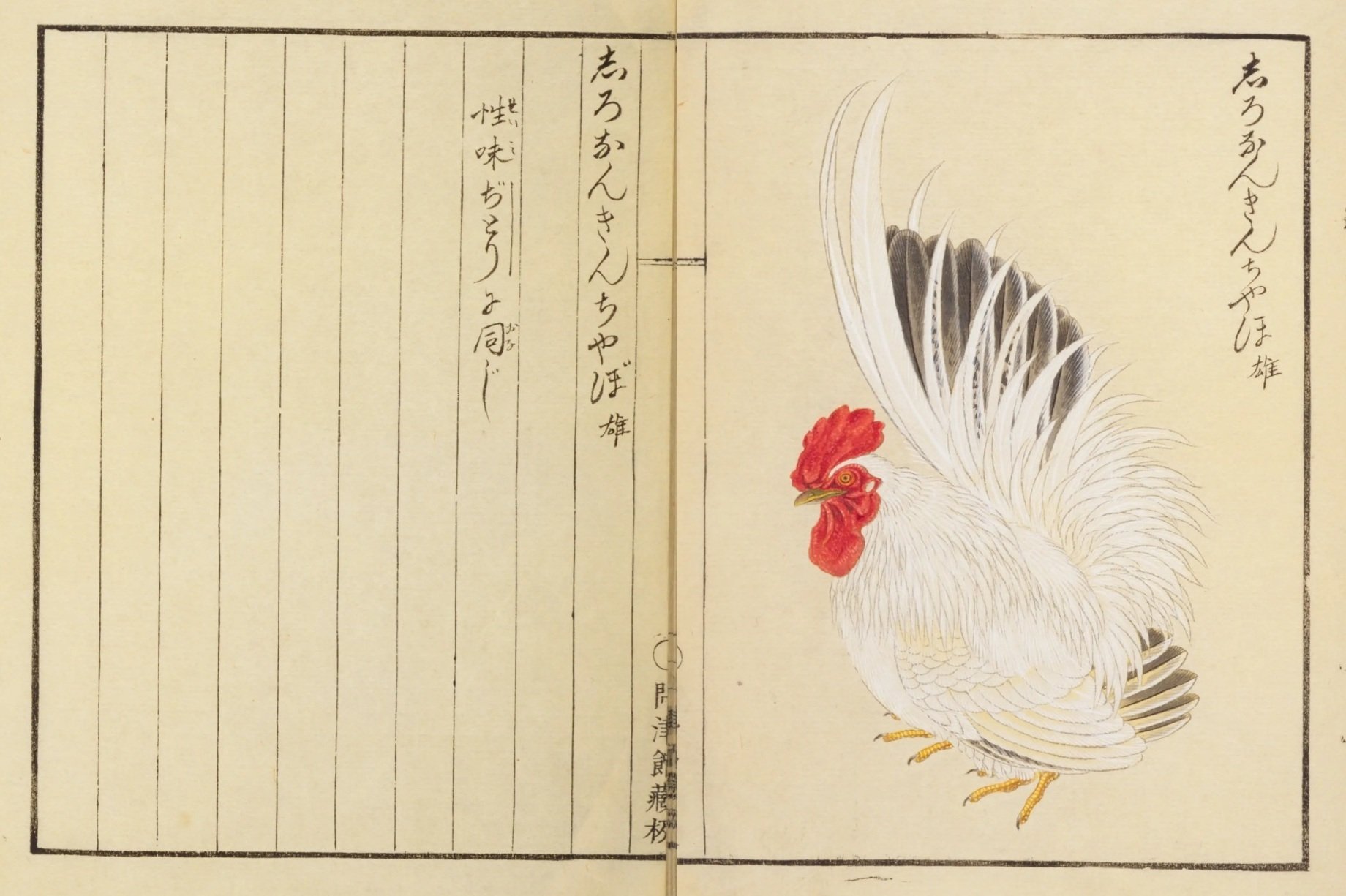 鳥図鑑】華鳥譜（15）おこつけ／しろなんきんちやぼ／たうまる／しやも