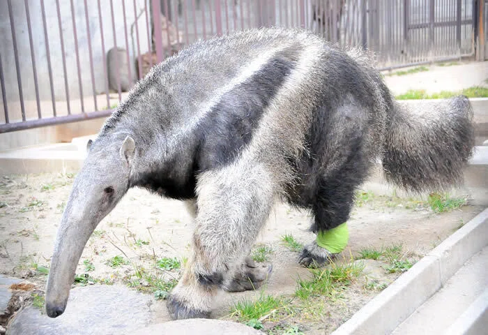 記念メダル】王子動物園のメダルをながめる｜ATUPON