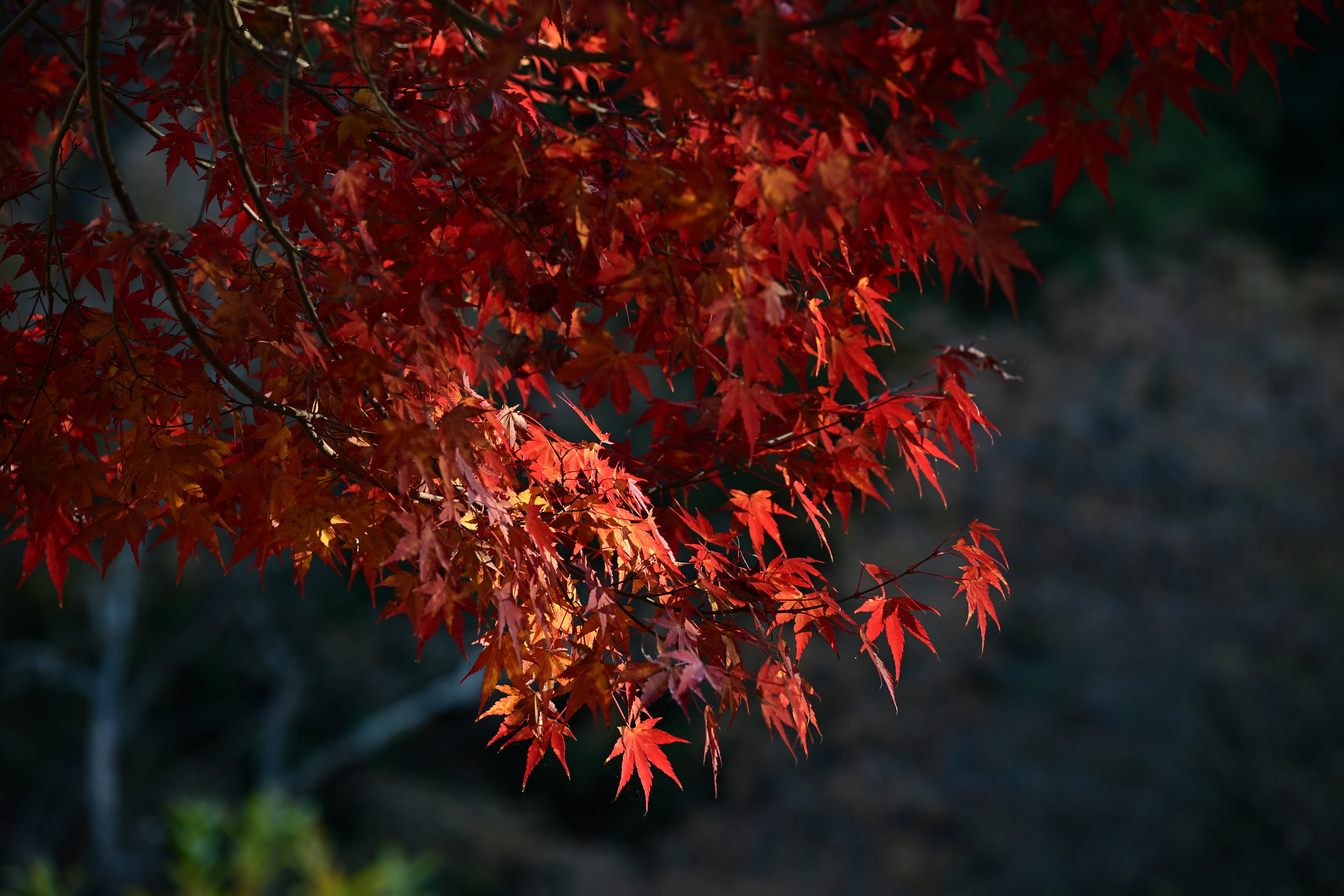 秋を感じる写真撮ってきたよ！｜平乃ひら