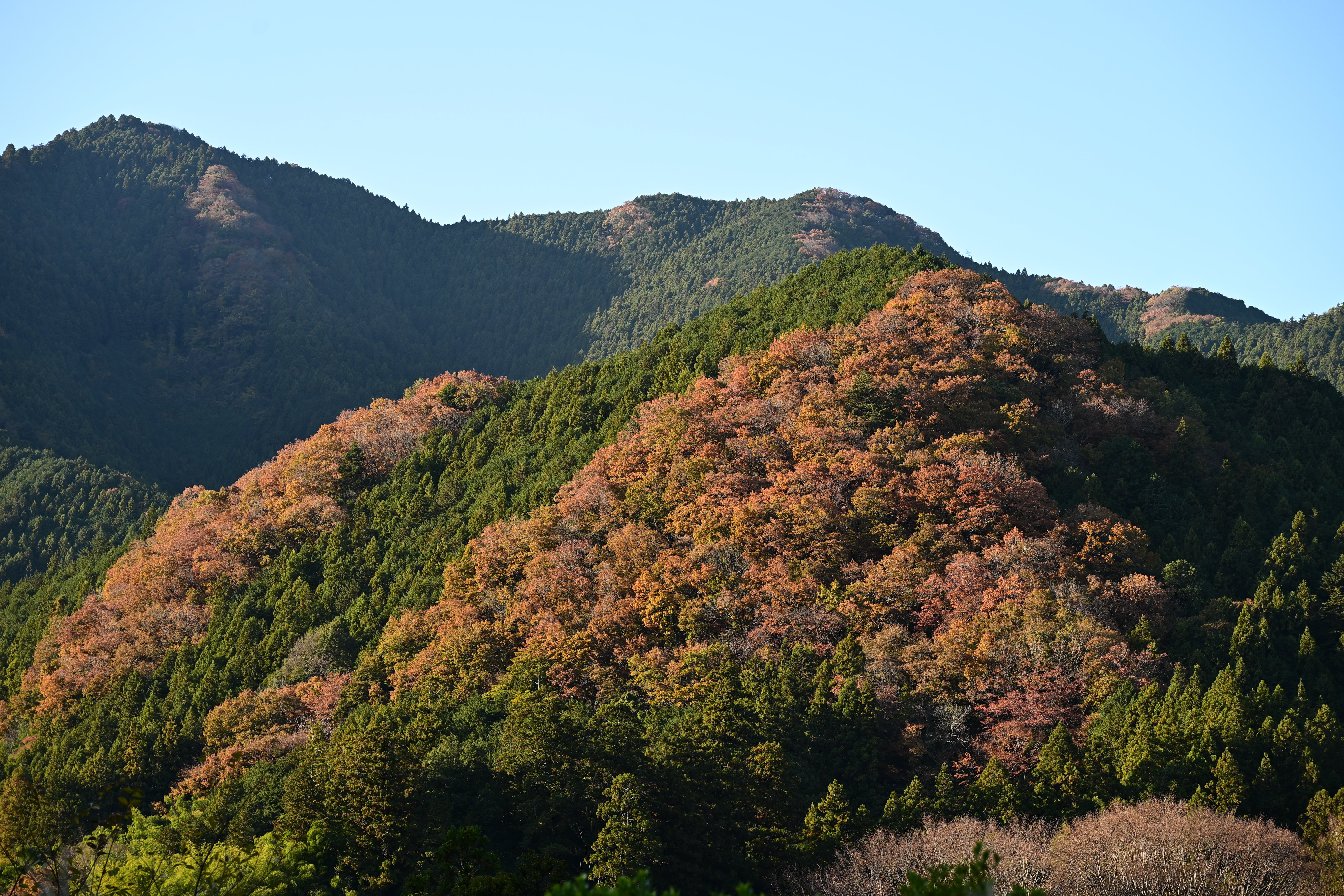 秋を感じる写真撮ってきたよ！｜平乃ひら