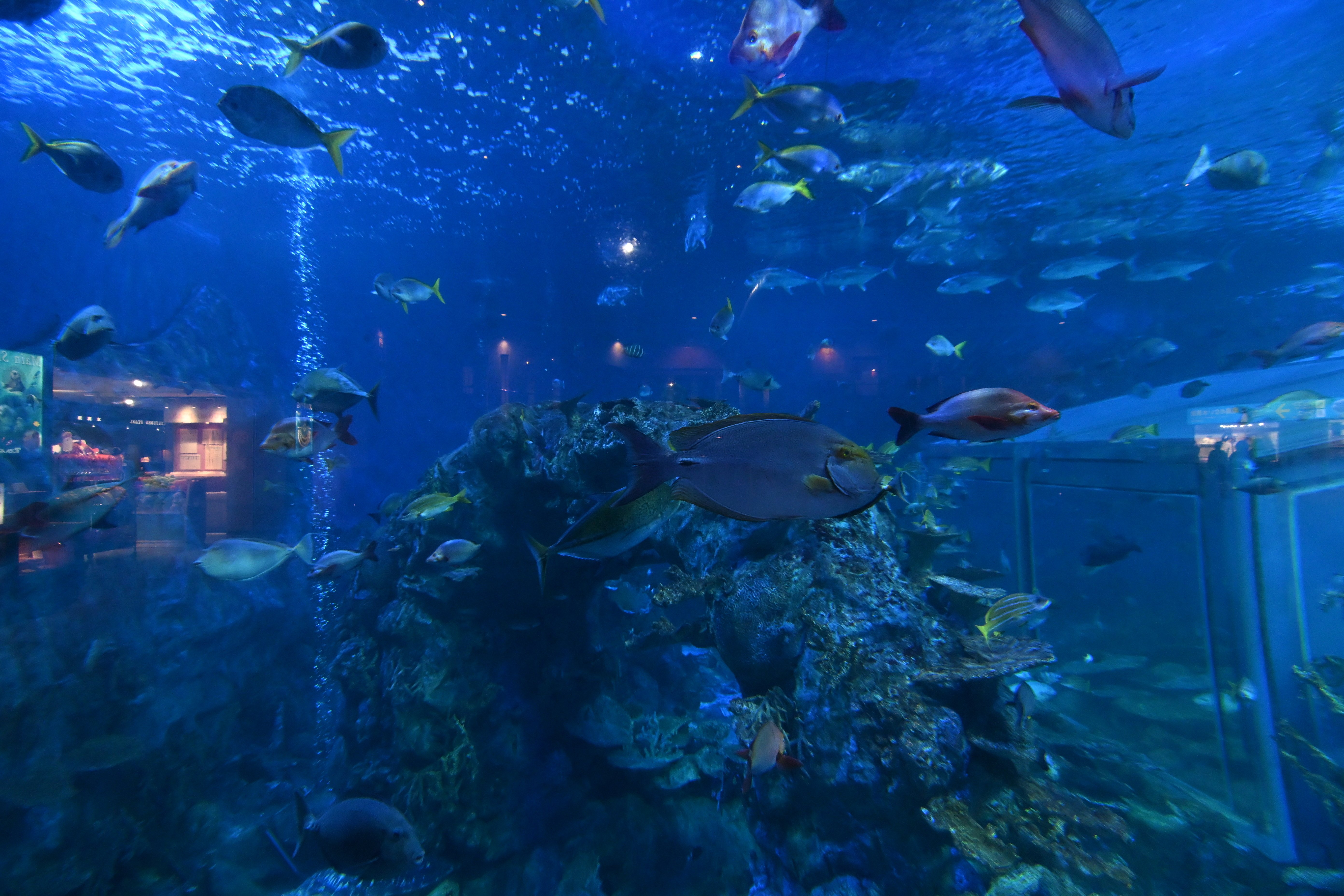 20251122_鳥羽水族館【Nikon Z50IIと水族館】｜山ネズミ