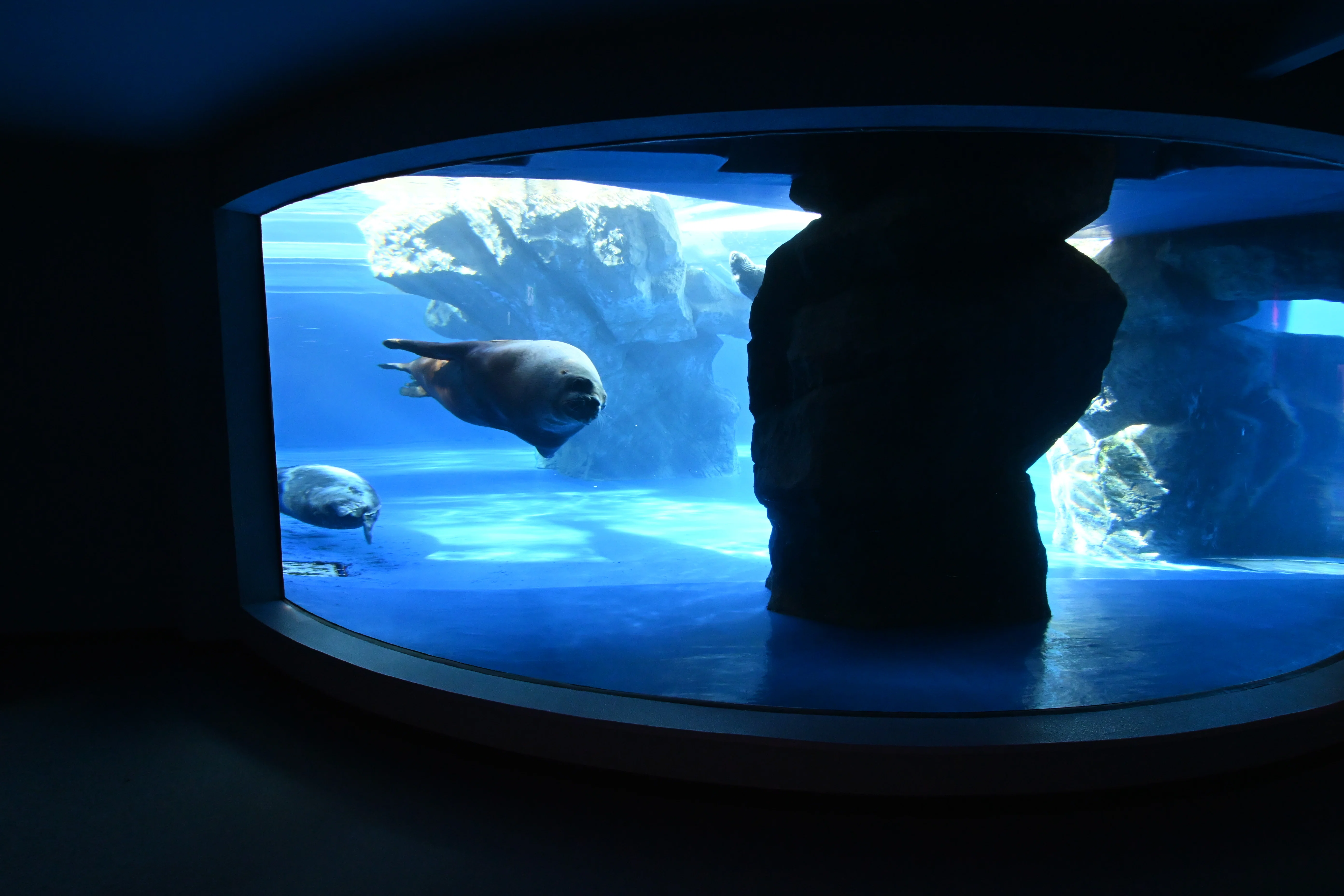 20251122_鳥羽水族館【Nikon Z50IIと水族館】｜山ネズミ