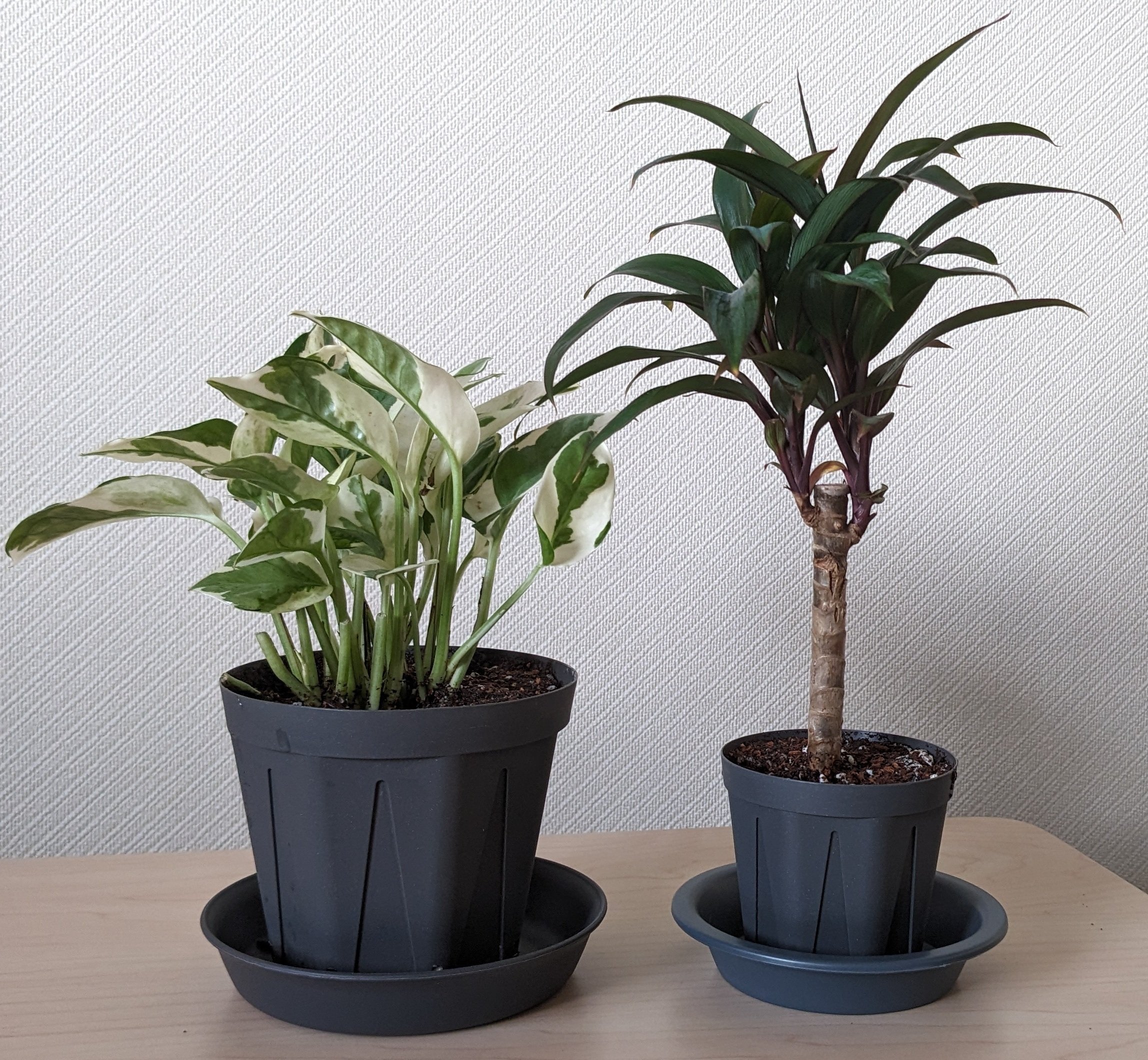 初心者の方向け観葉植物講座：実地編｜dgz400