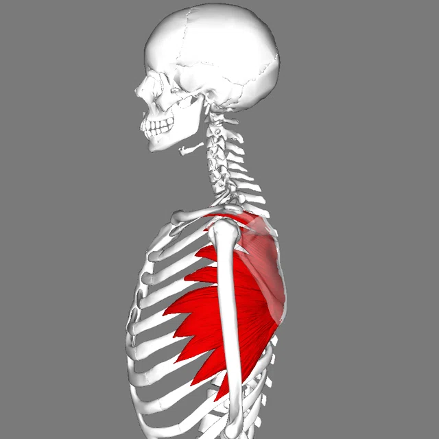 [Must-read for young therapists] Understanding the serratus anterior ...