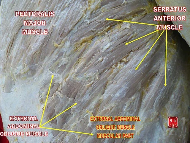 [Must-read for young therapists] Understanding the serratus anterior ...
