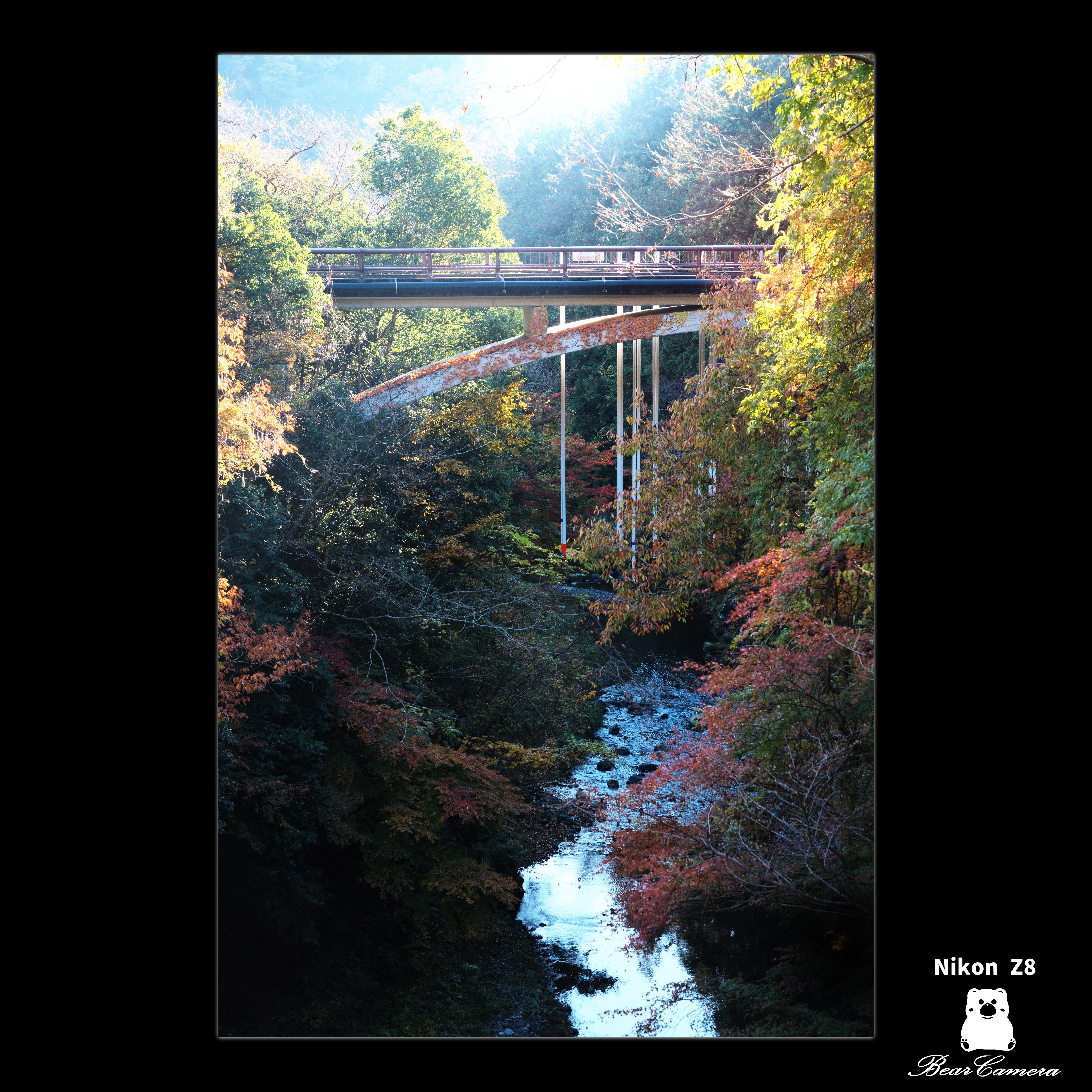 紅葉｜くまかめら