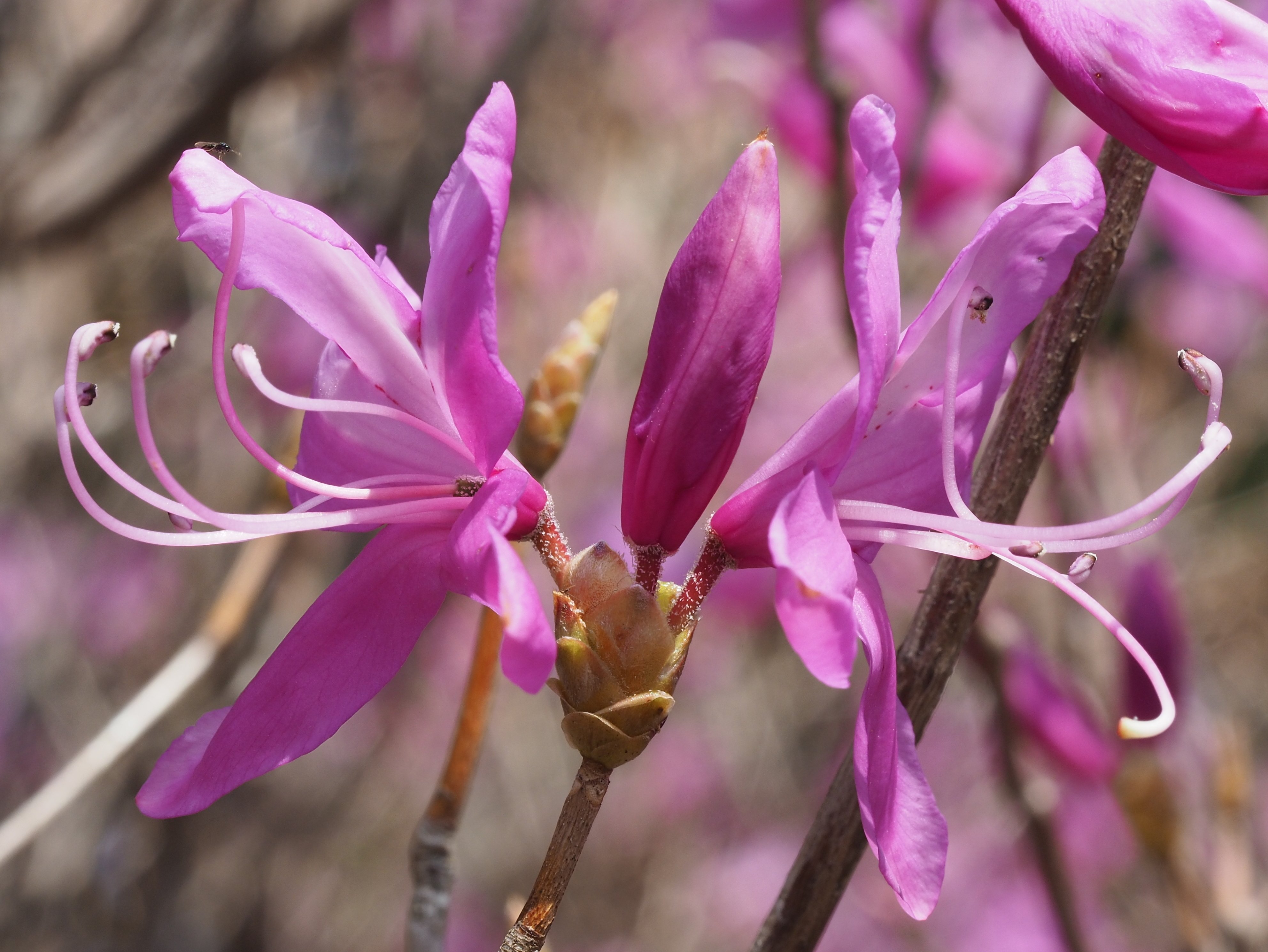 176．日本のツツジの歴史 上｜sasayan