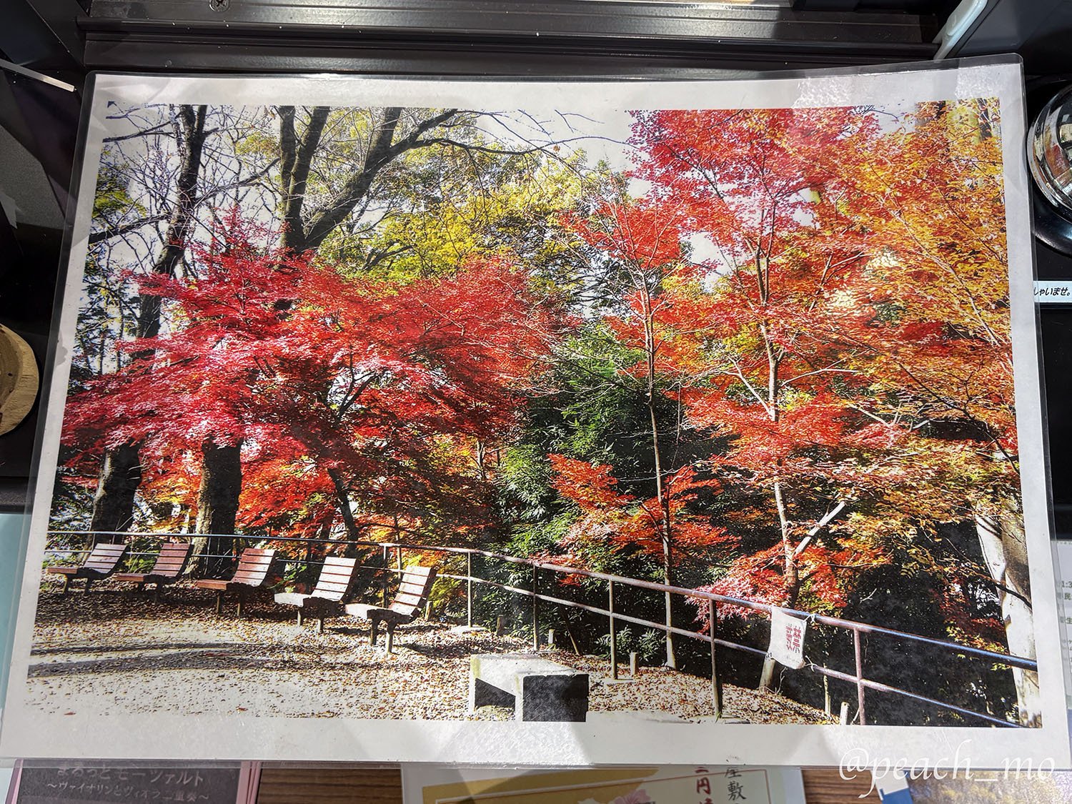 ゆるり超低山リハビリさんぽ #01｜新宿区の箱根山44.6mに登って登頂