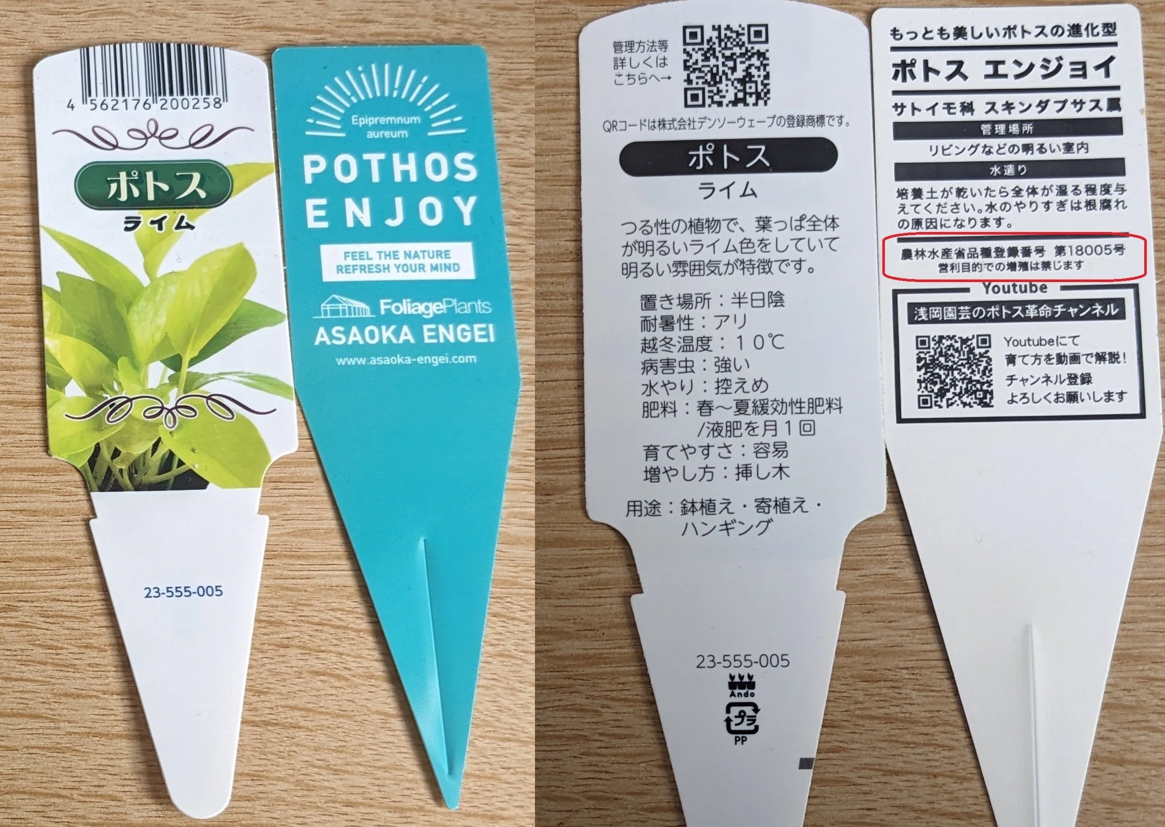 初心者の方向け観葉植物講座：座学編｜dgz400