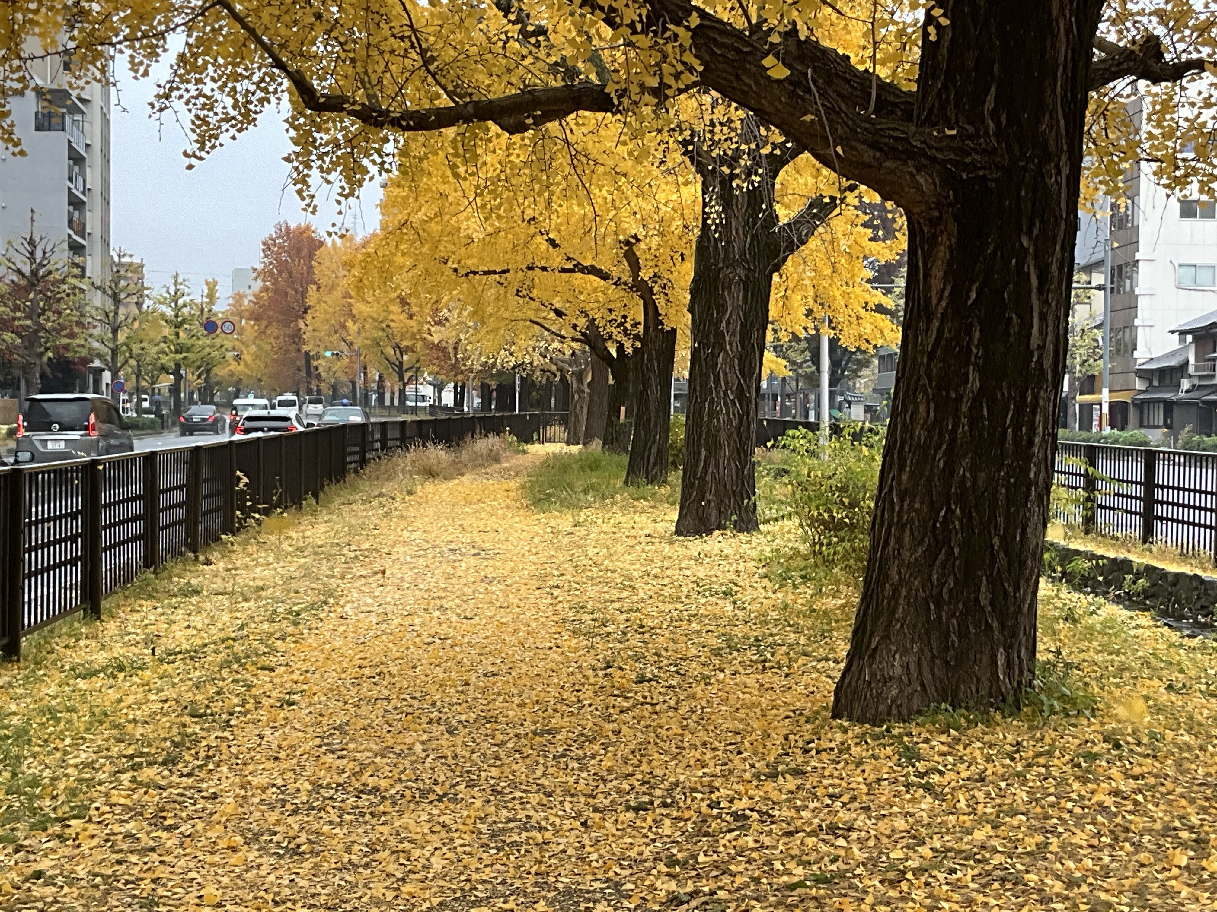 堀川通せせらぎ第三公園のイチョウ並木：2025年11月28日（金）｜藤井