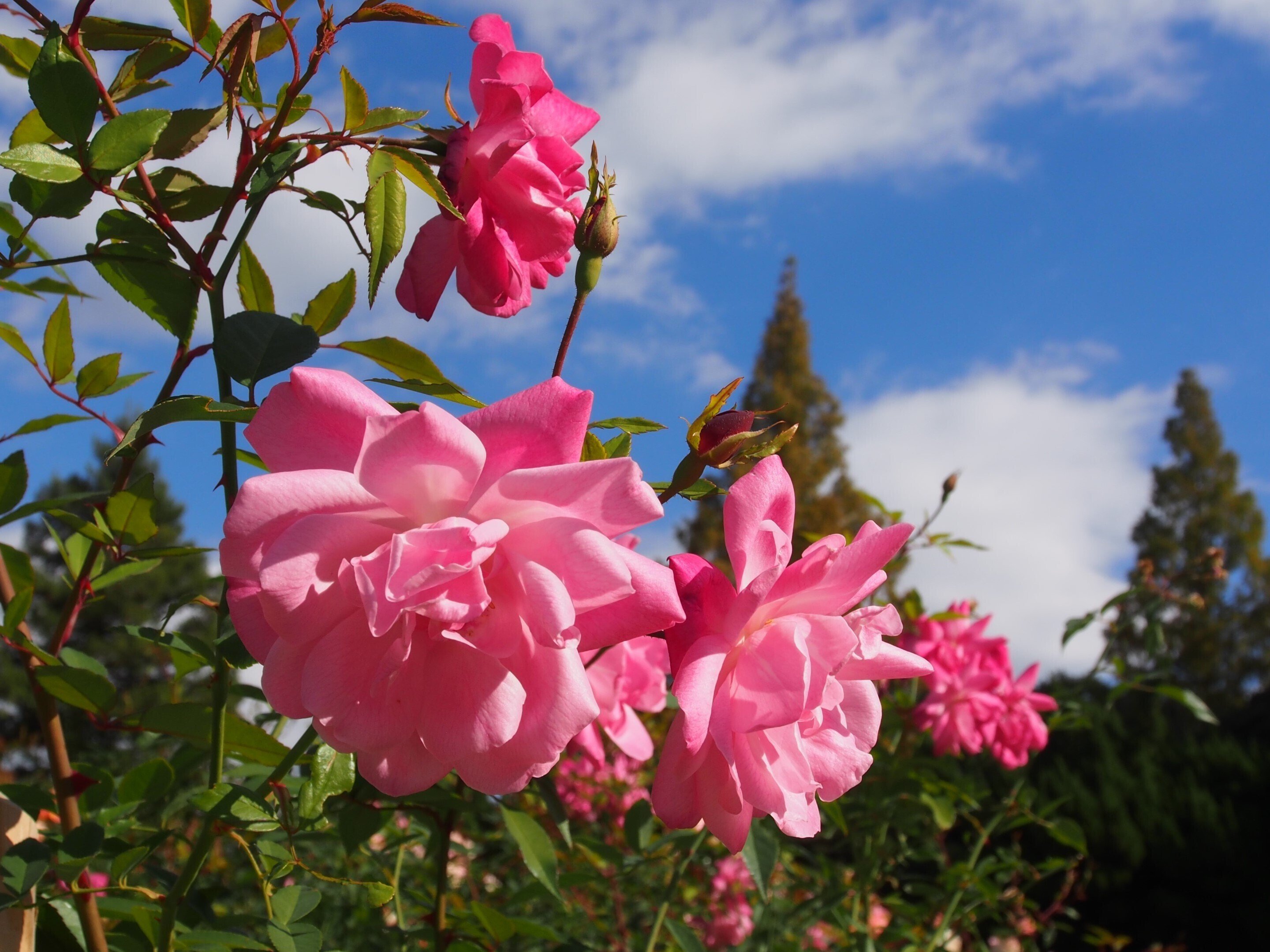 大阪市 靱公園2025年11月22日【バラなど花】｜レタス