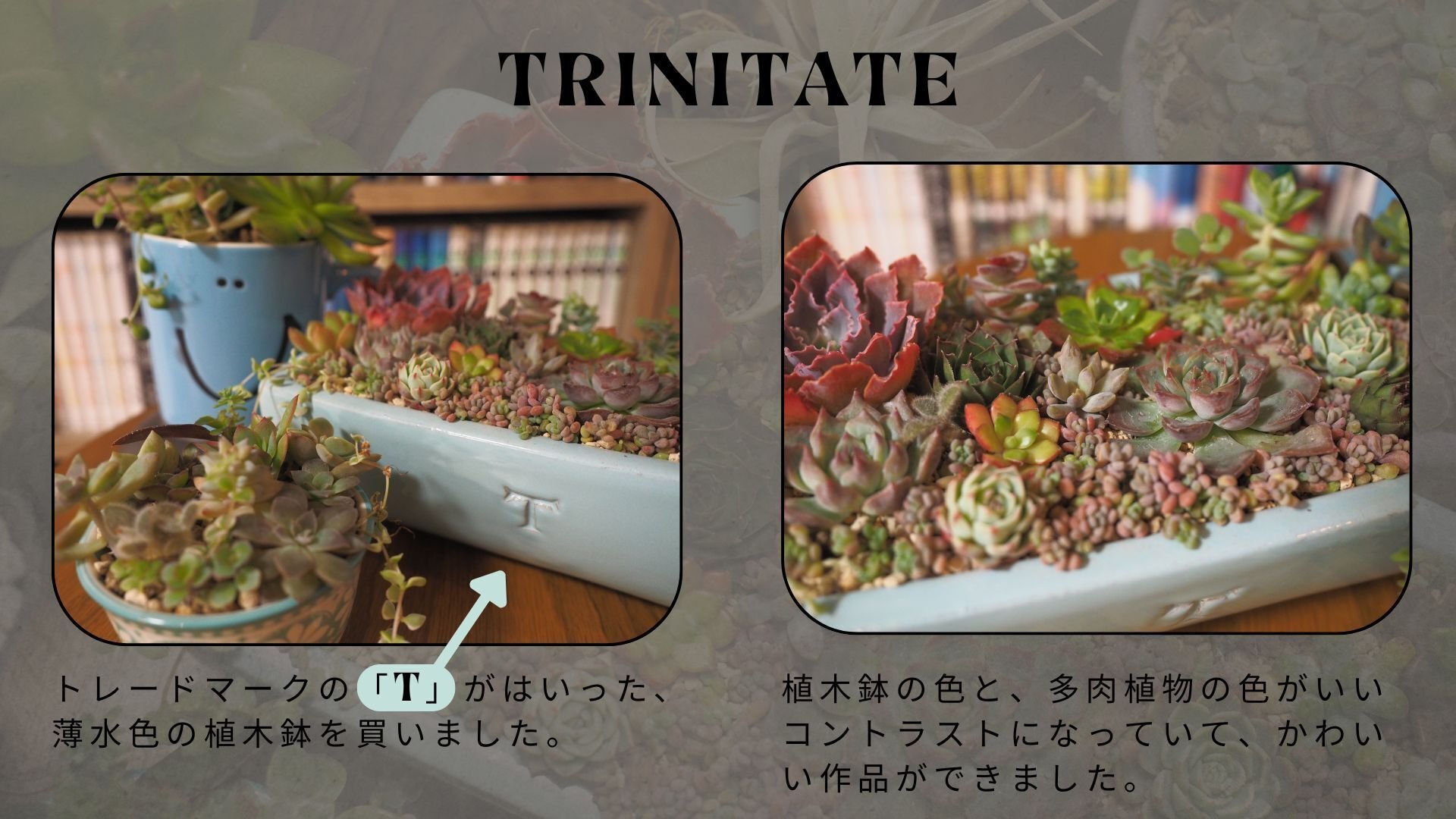 メキシコで買った植木鉢で、寄せ植えをしたよ｜陽気なホルヘ