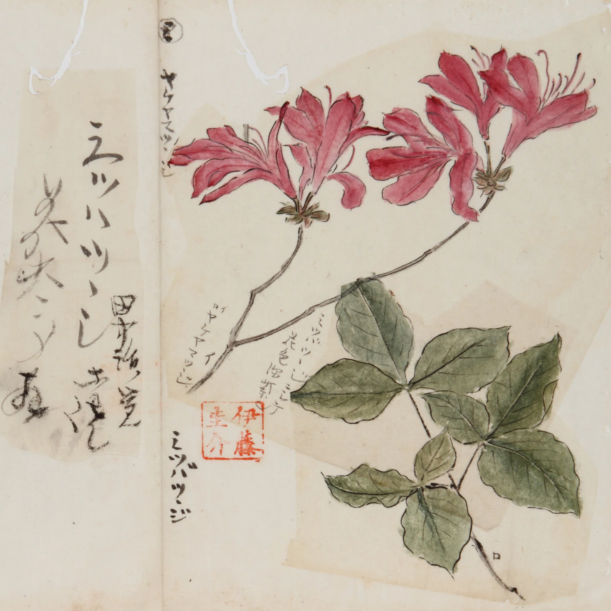 作者不詳/初夏花図/ツツジ/掛軸/名家伝来/K-357　J 177．日本のツツジの歴史 下｜sasayan