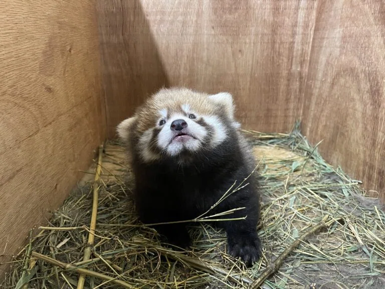 レッサーパンダ命名式を開催しました！｜那須どうぶつ王国公式note