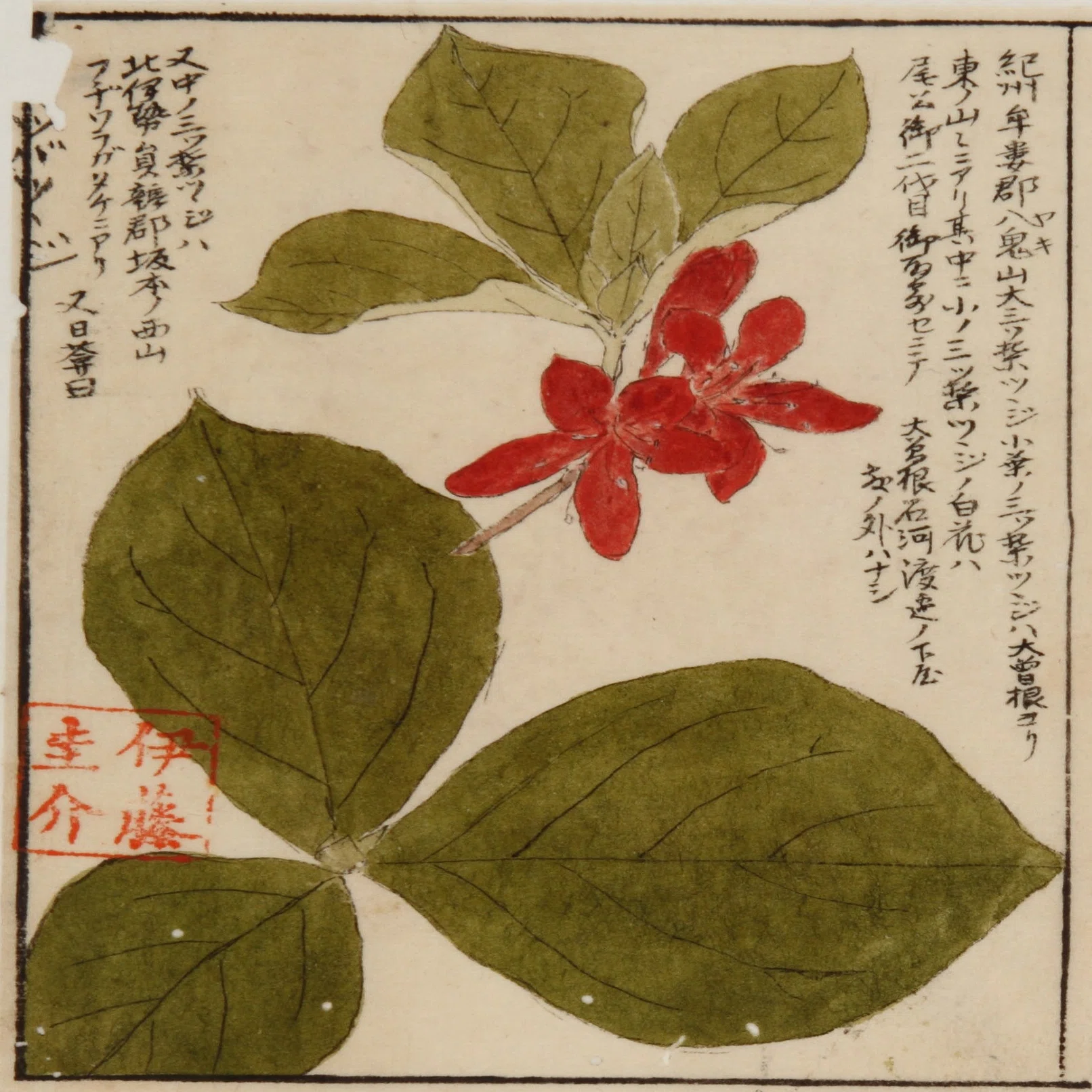 177．日本のツツジの歴史 下｜sasayan