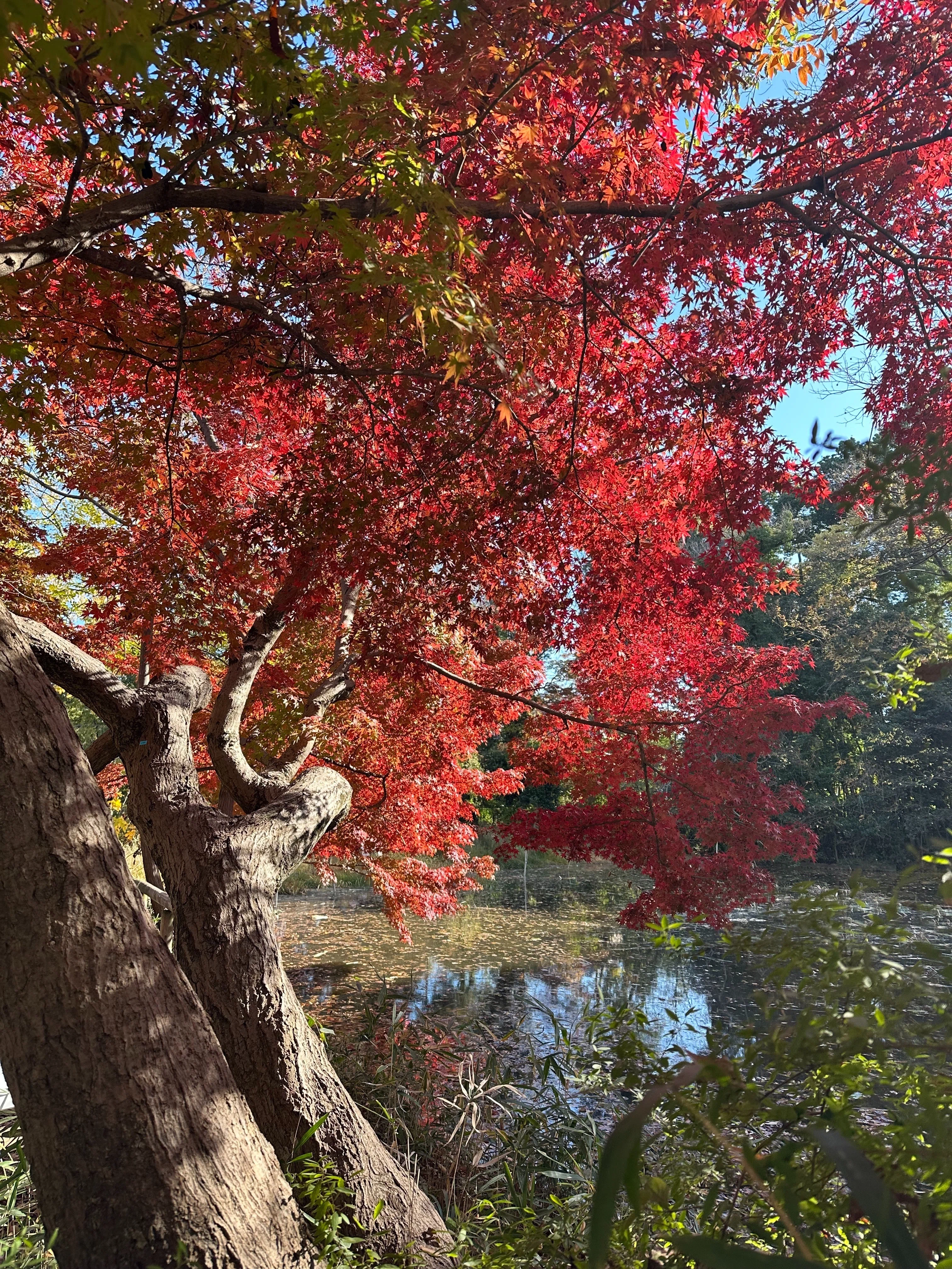 鳥見と秋景色を満喫:石神井公園｜something blue