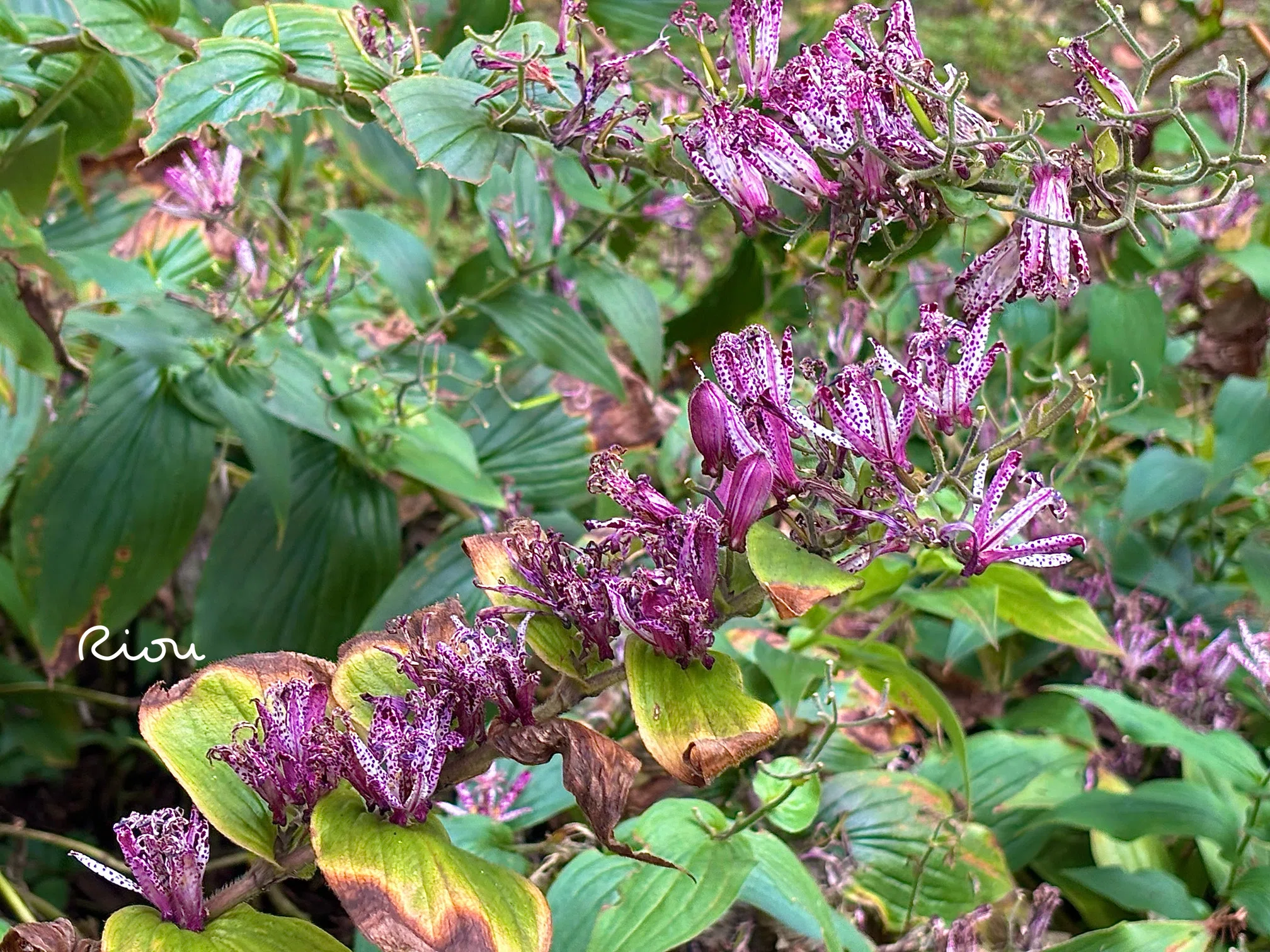 花言葉】ホトトギス～控えめなのに心に残る花～｜璃桜（りおう）＠日常