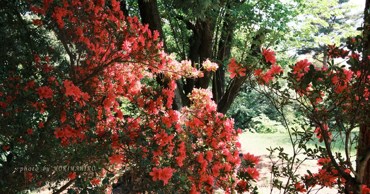 咲き誇る花