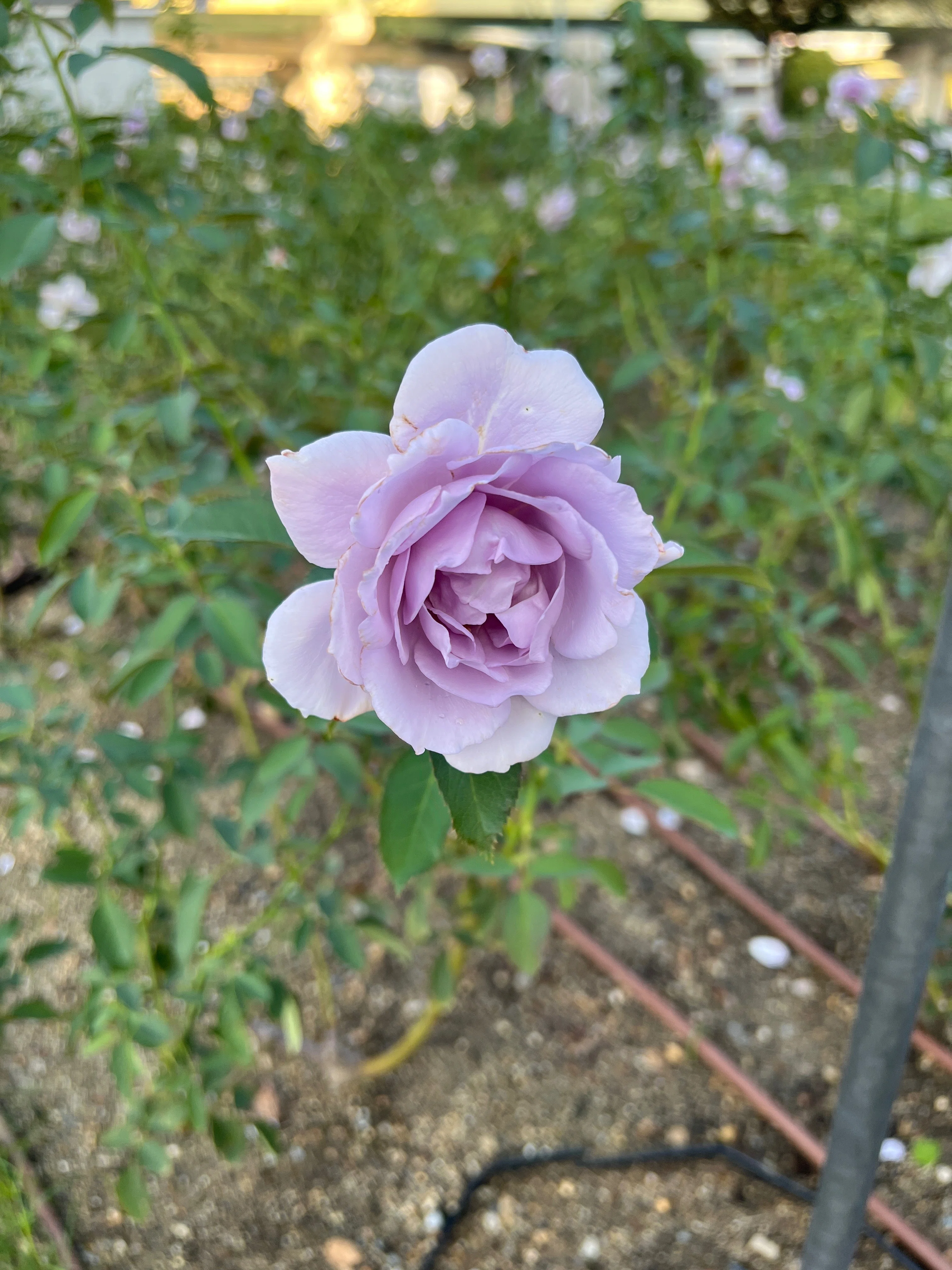 🇯🇵Sou🌹Nakanoshima Rose Garden｜ぱぽにゃん🌹薔薇を愛する投資家