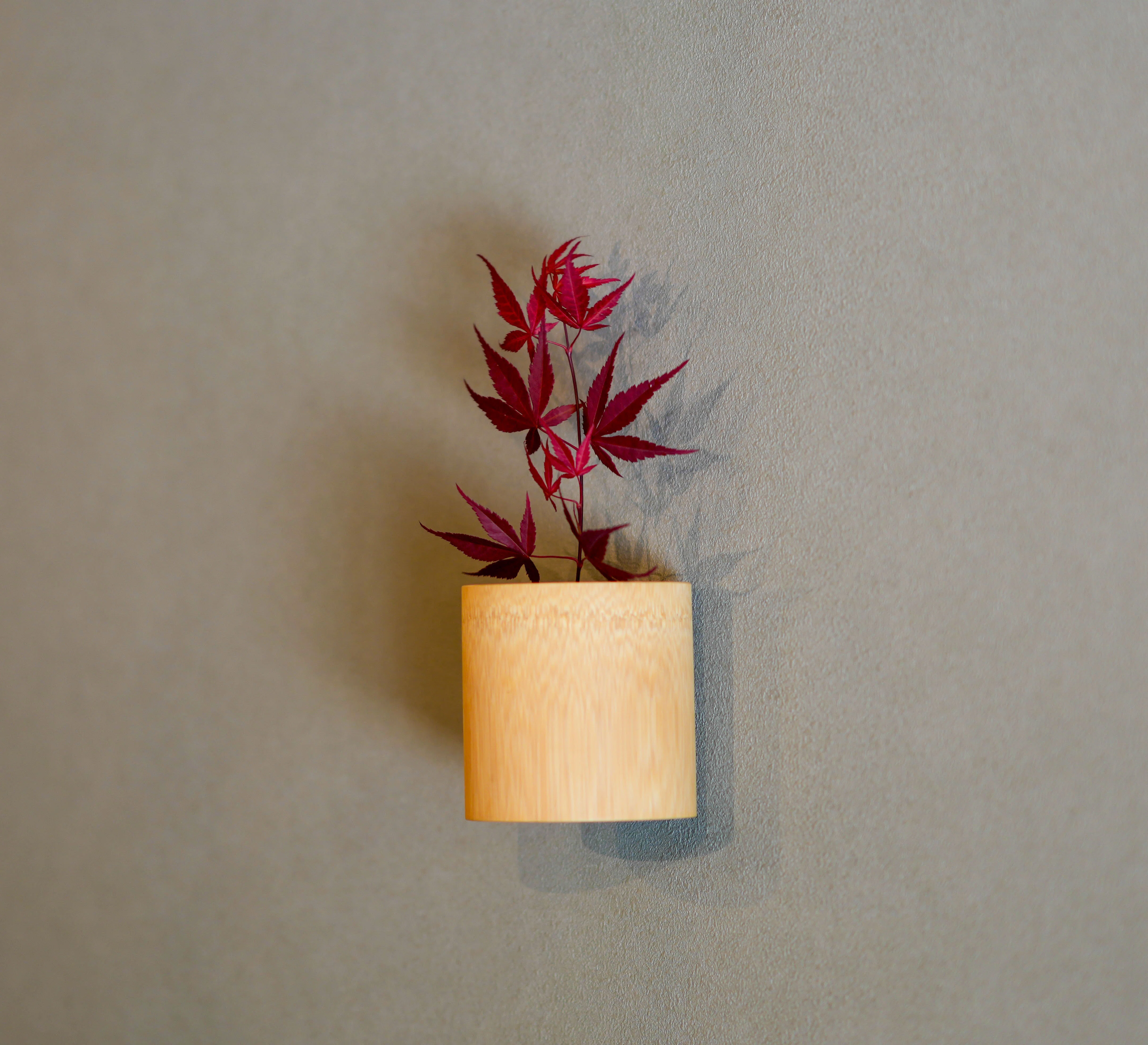 ノムラモミジ（濃紫紅葉）｜Garden archive
