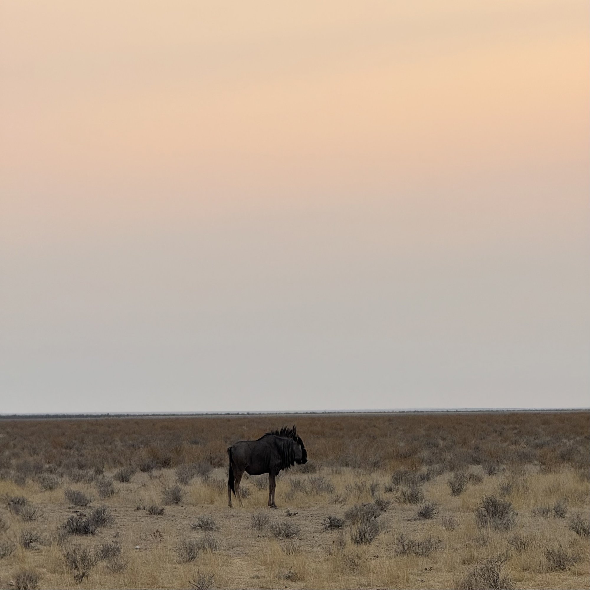 DAY2｜エトーシャ国立公園セルフドライビングサファリ。（Okaukuejo → Halali）｜しゅうもん, image size:2000x1500