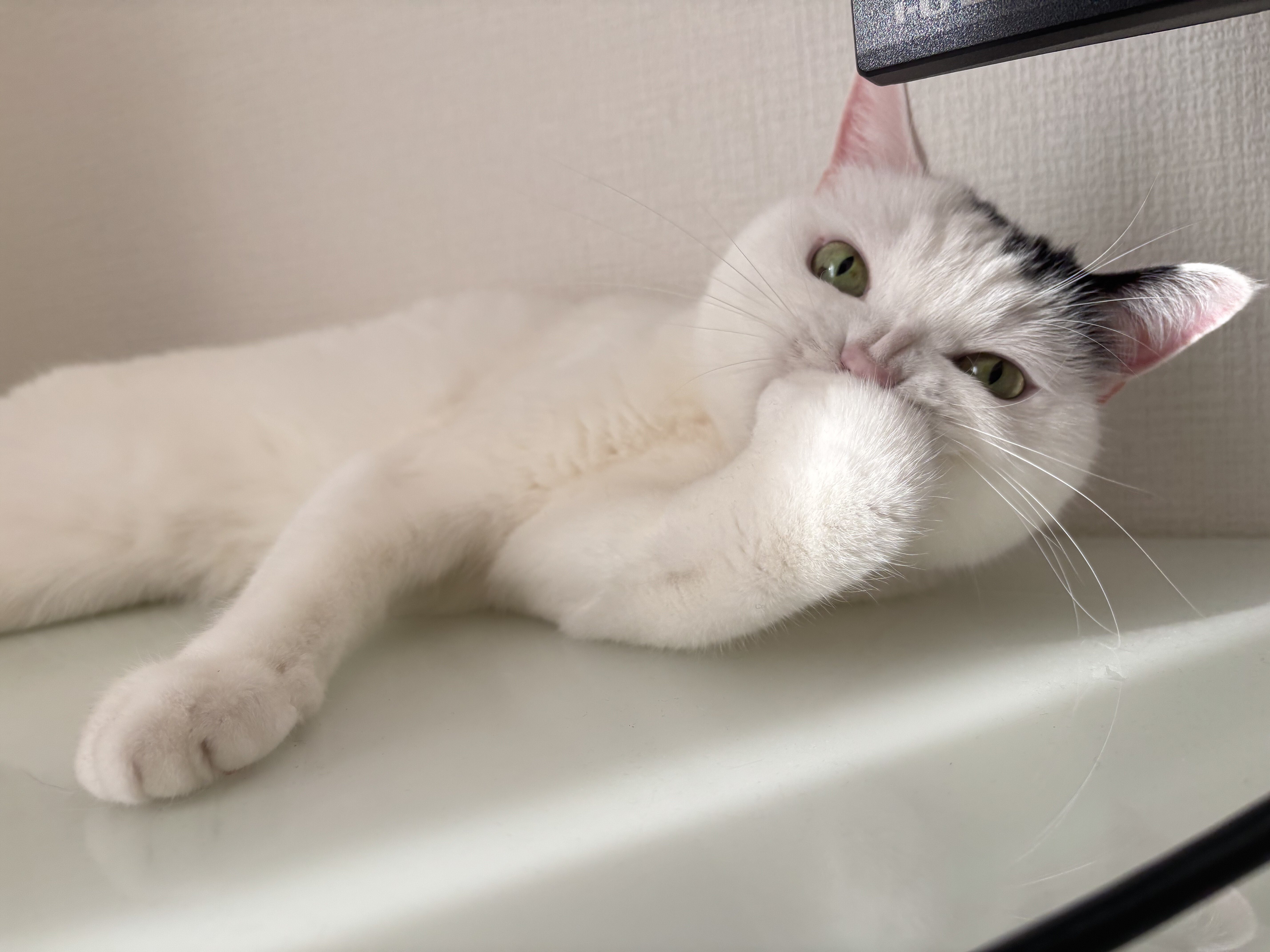 mちゃん　ホワイトカラーケージ 詳細お写真2枚目掲載 2025.12.13 押上 TIP撮影会 セッション ここみん Nikon Z50Ⅱ/NIKKOR Z