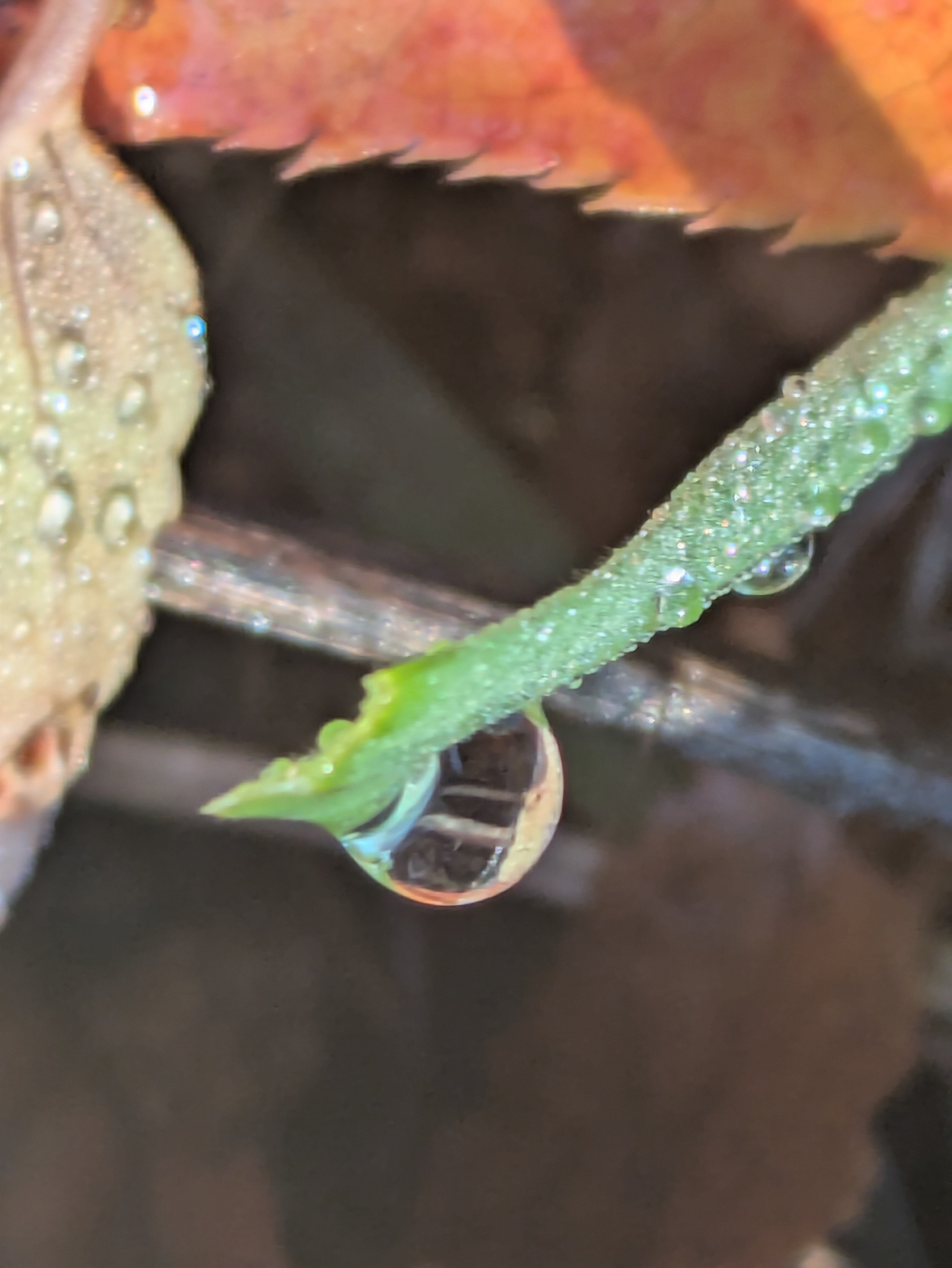 今朝の水滴⑧｜ichiro70