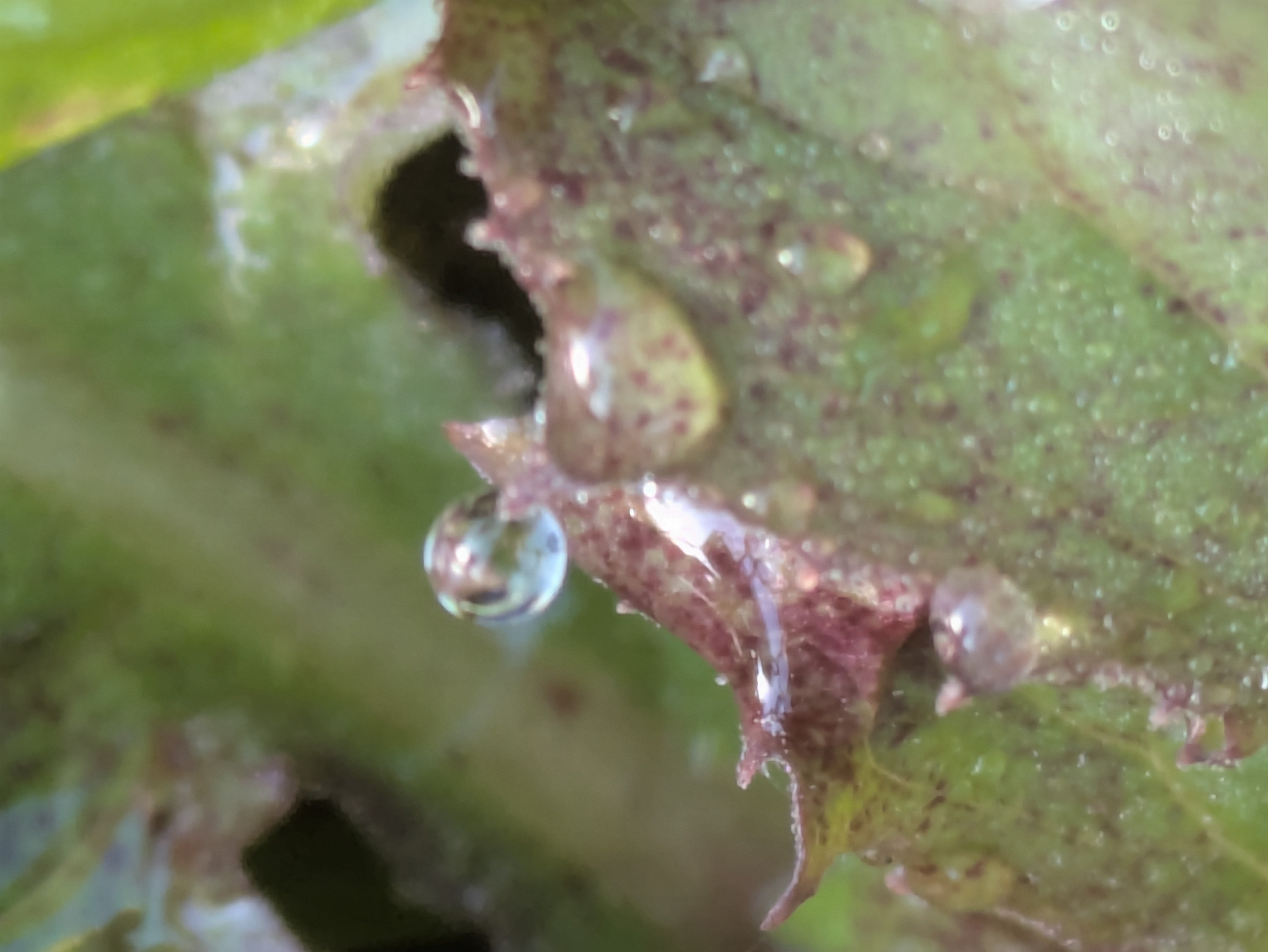 今朝の水滴⑩｜ichiro70