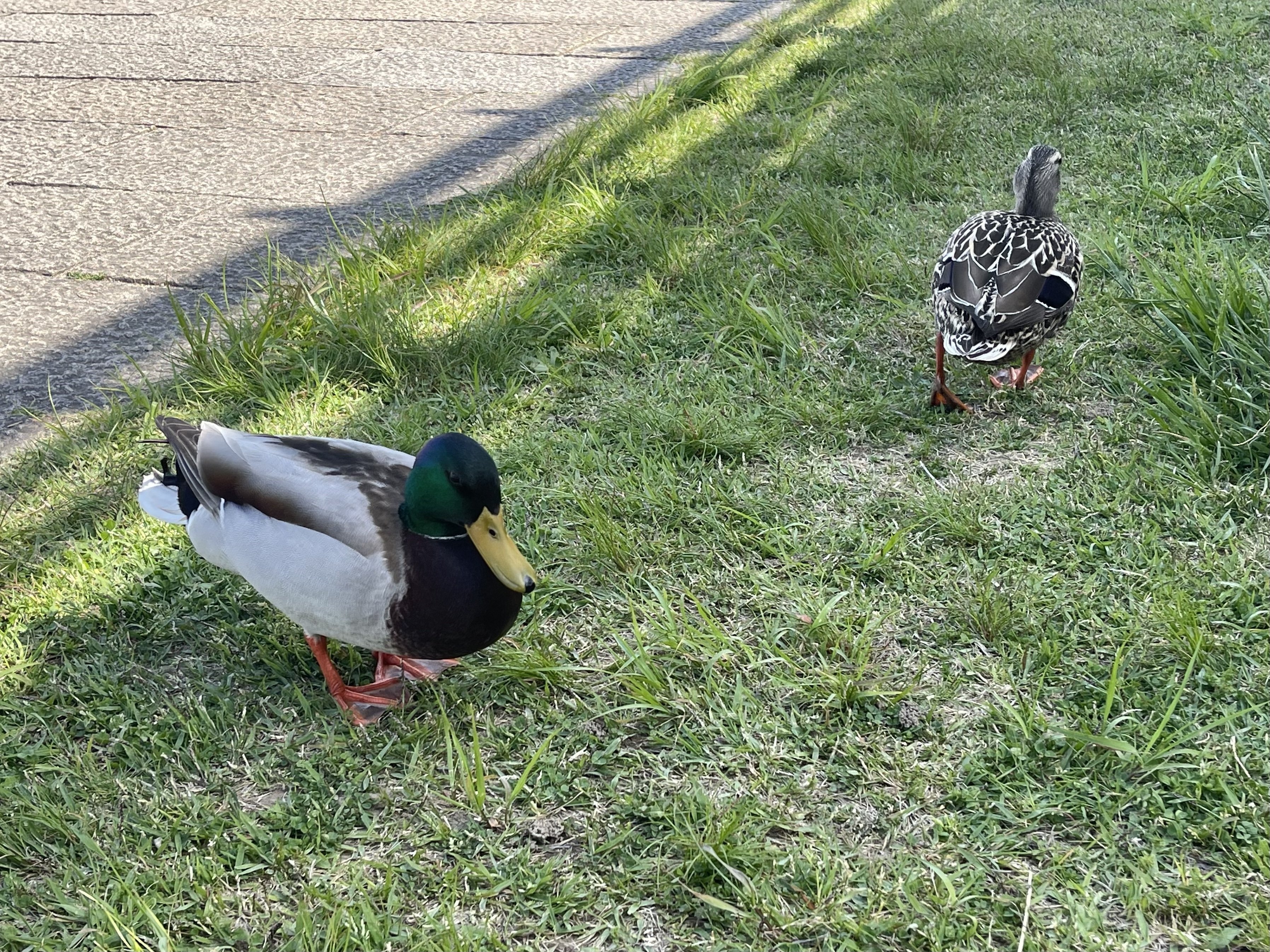 鳩に導かれて「灰と薔薇のあいまに」を歩く：「あいち2025」 体験記