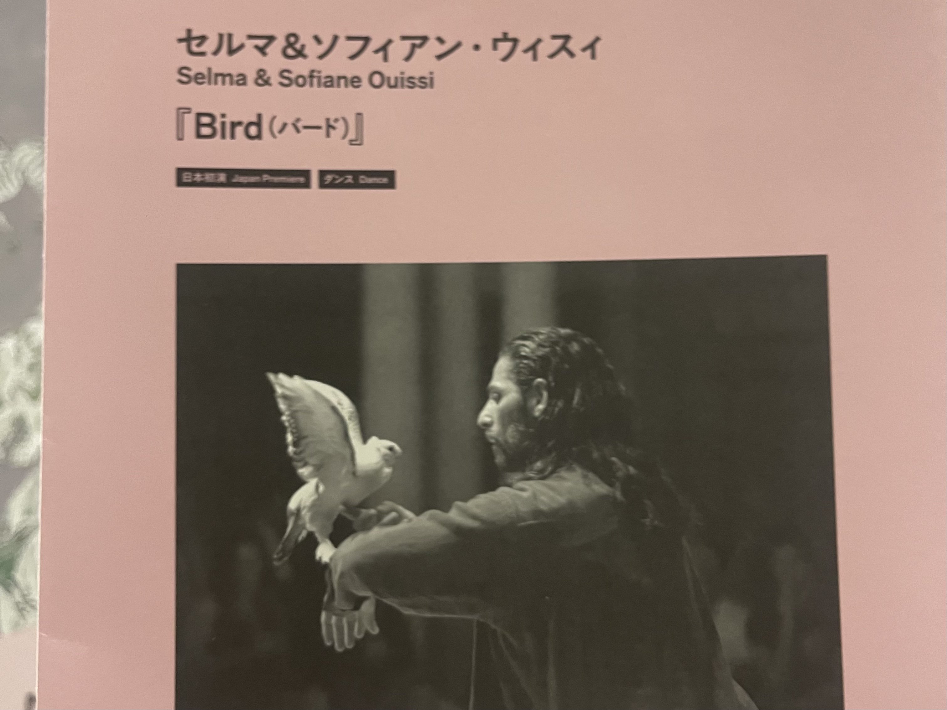 鳩に導かれて「灰と薔薇のあいまに」を歩く：「あいち2025」 体験記