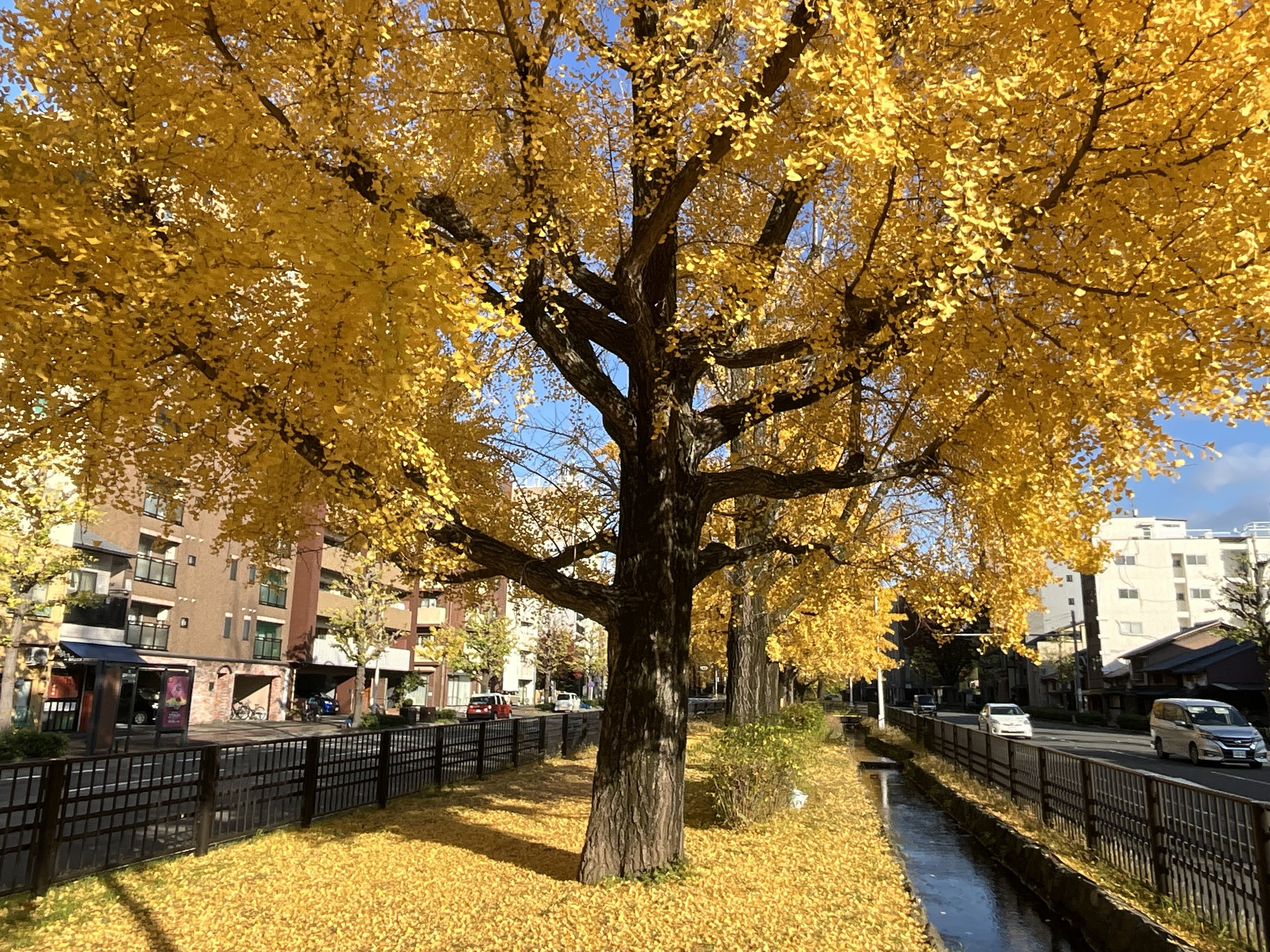 堀川通せせらぎ第三公園のイチョウ並木：2025年11月28日（金）｜藤井