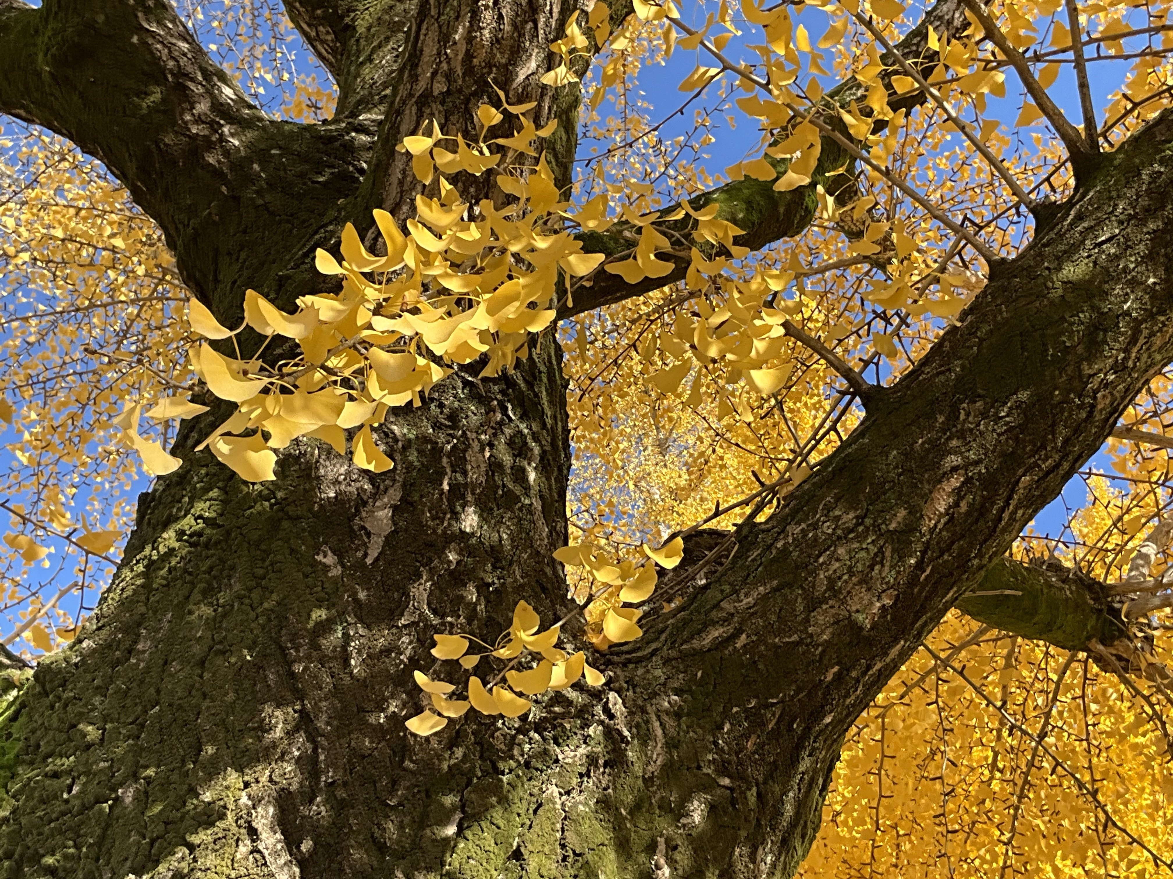 堀川通せせらぎ第三公園のイチョウ並木：2025年11月28日（金）｜藤井