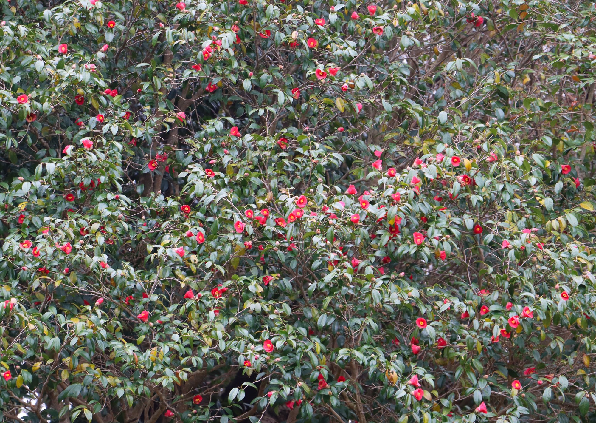 白迫修一さんと西平カメリアクラブが紡ぐ、椿油のある暮らし｜あまくさ
