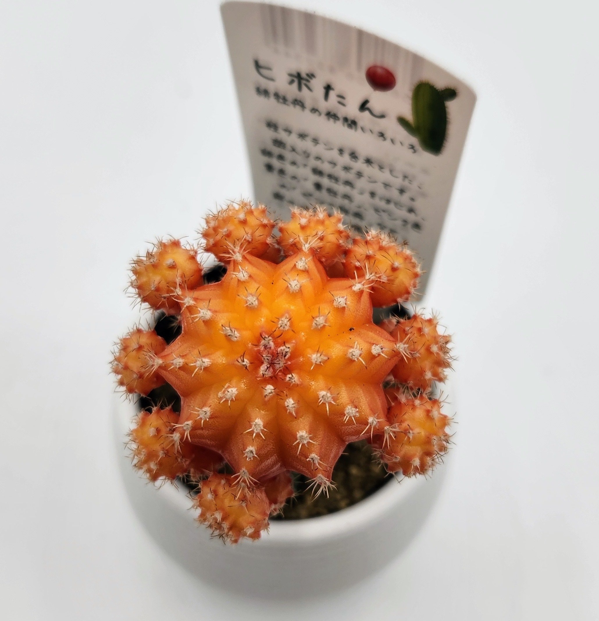 緋牡丹（接木）の育て方｜鮮やかな彩りを長く楽しむサボテン🌵✨｜多肉