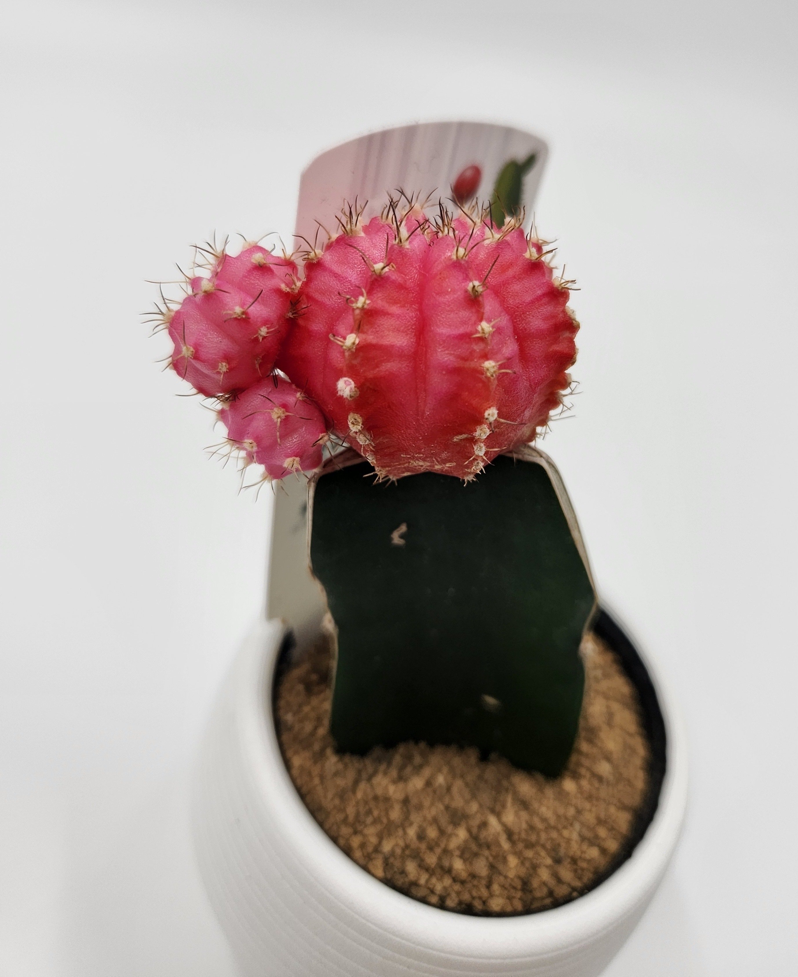 緋牡丹（接木）の育て方｜鮮やかな彩りを長く楽しむサボテン🌵✨｜多肉