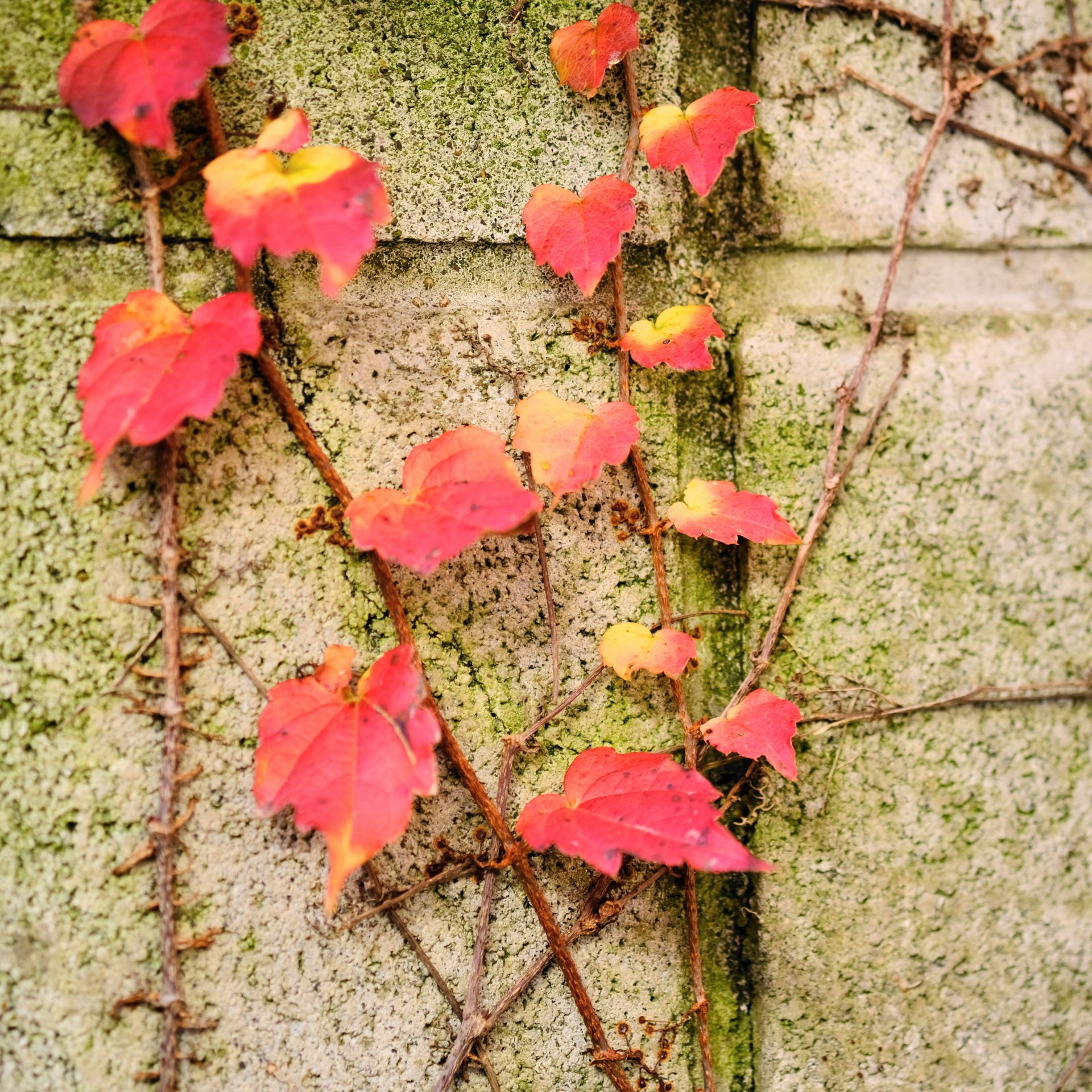 小さな蔦紅葉（ツタもみじ）｜じんた堂